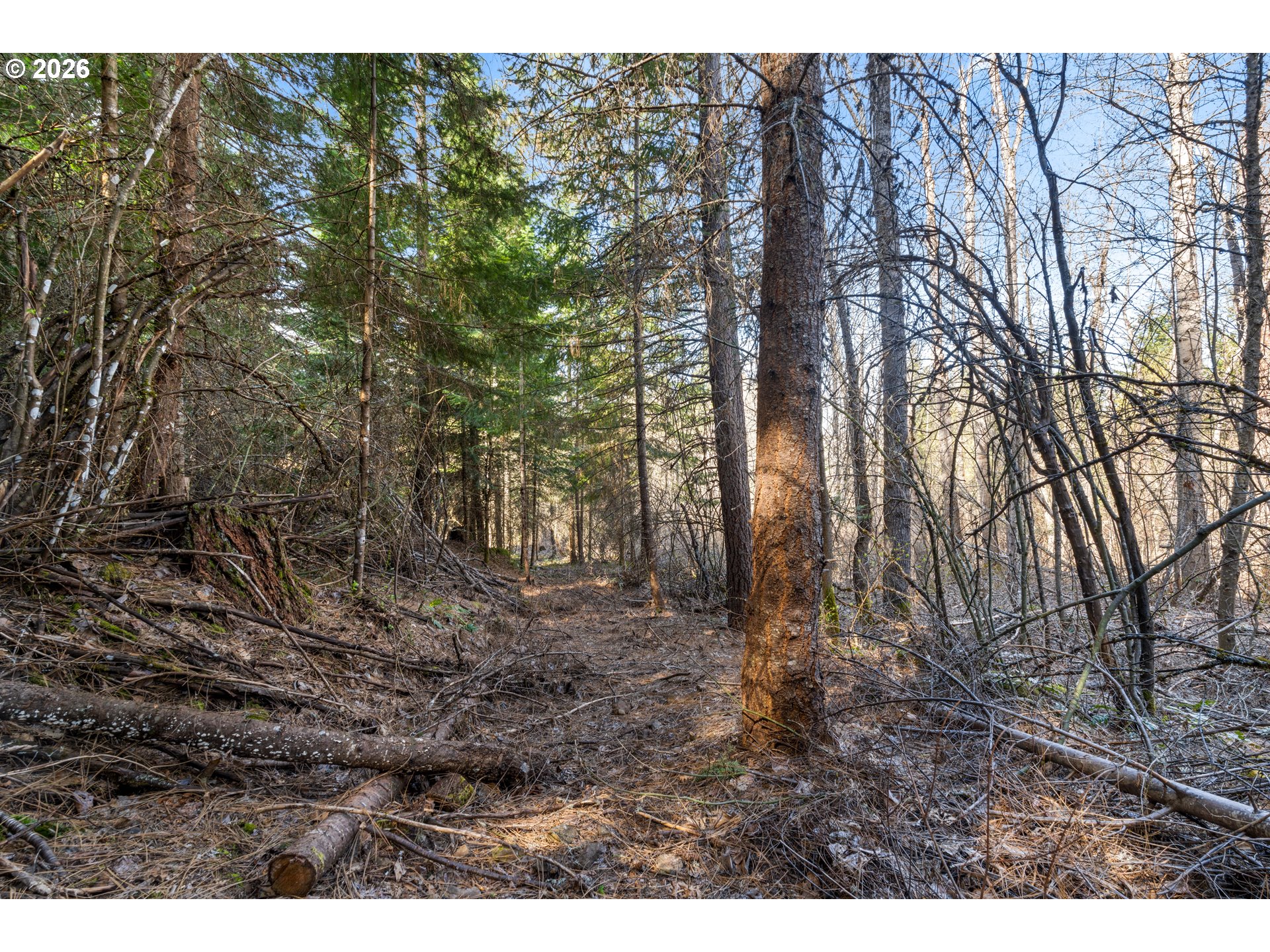 Wooded property with a narrow path, dense trees, and fallen branches.
