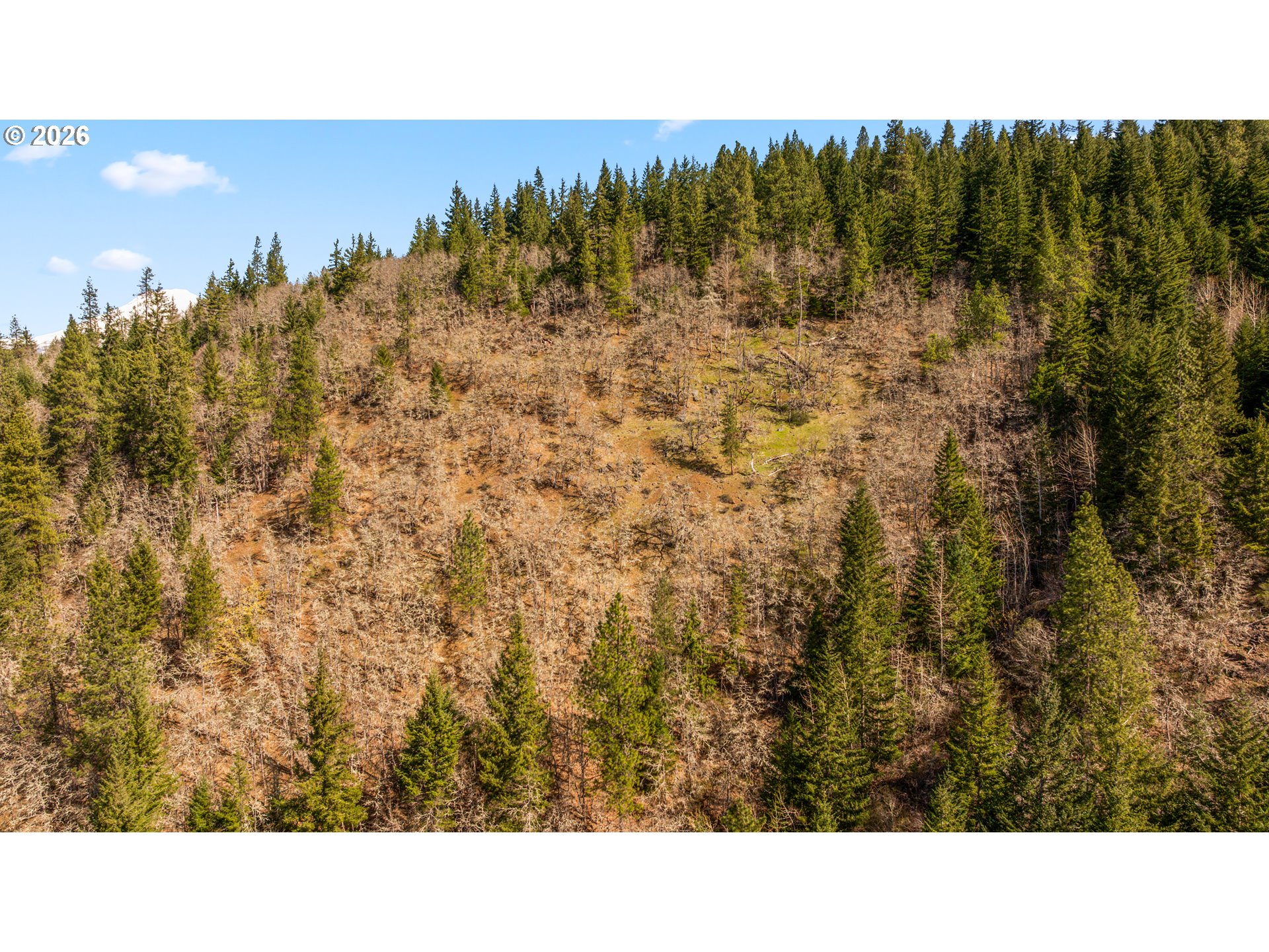 Wooded hillside parcel with dense evergreens and a glimpse of a snow-covered peak.