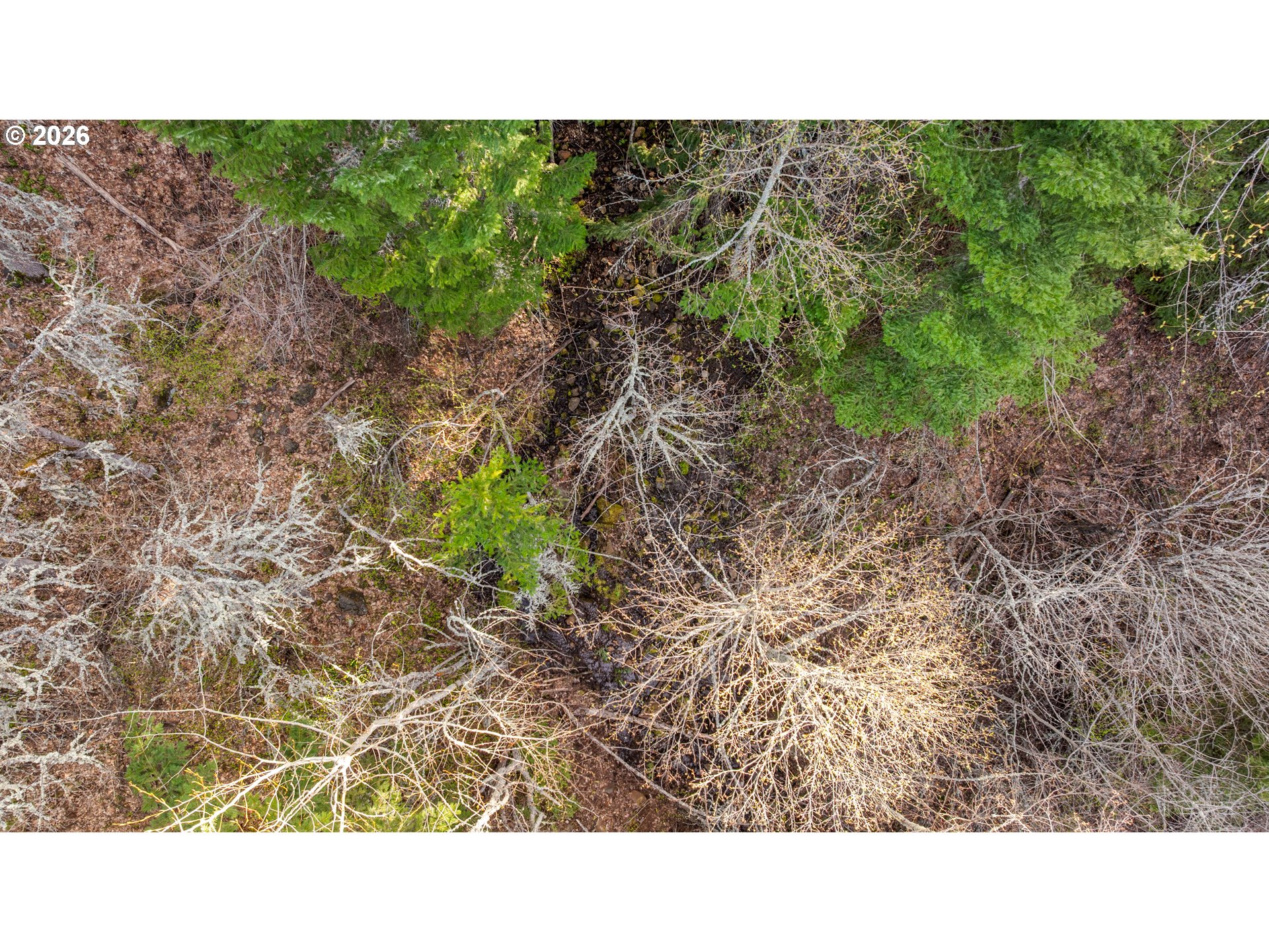 Aerial view of wooded land with evergreen trees and a rocky creek bed.