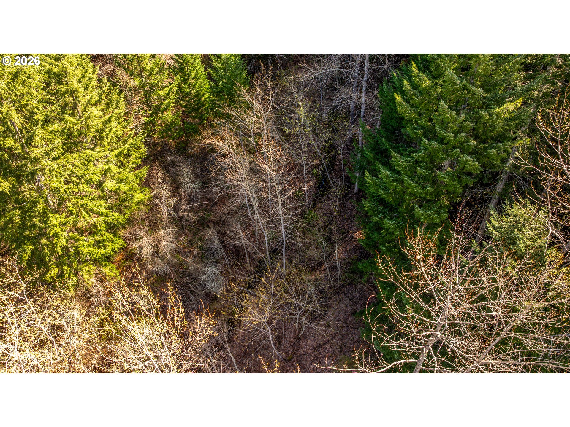 Aerial view of wooded land with dense evergreens and leafless trees.