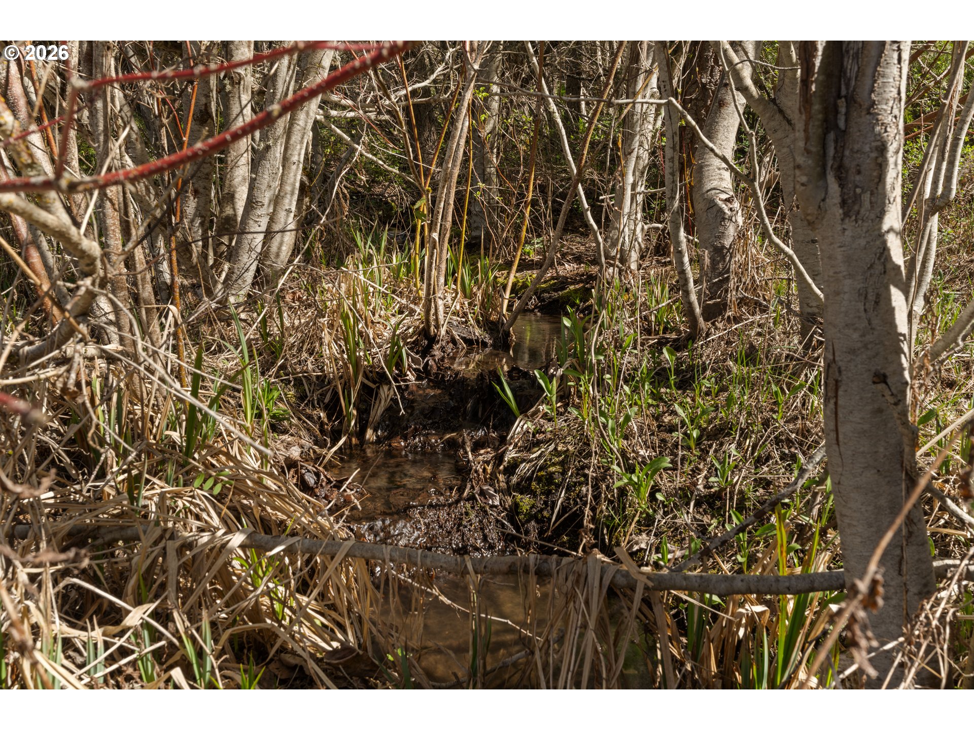 Small creek winding through a wooded lot among reeds and leafless trees.