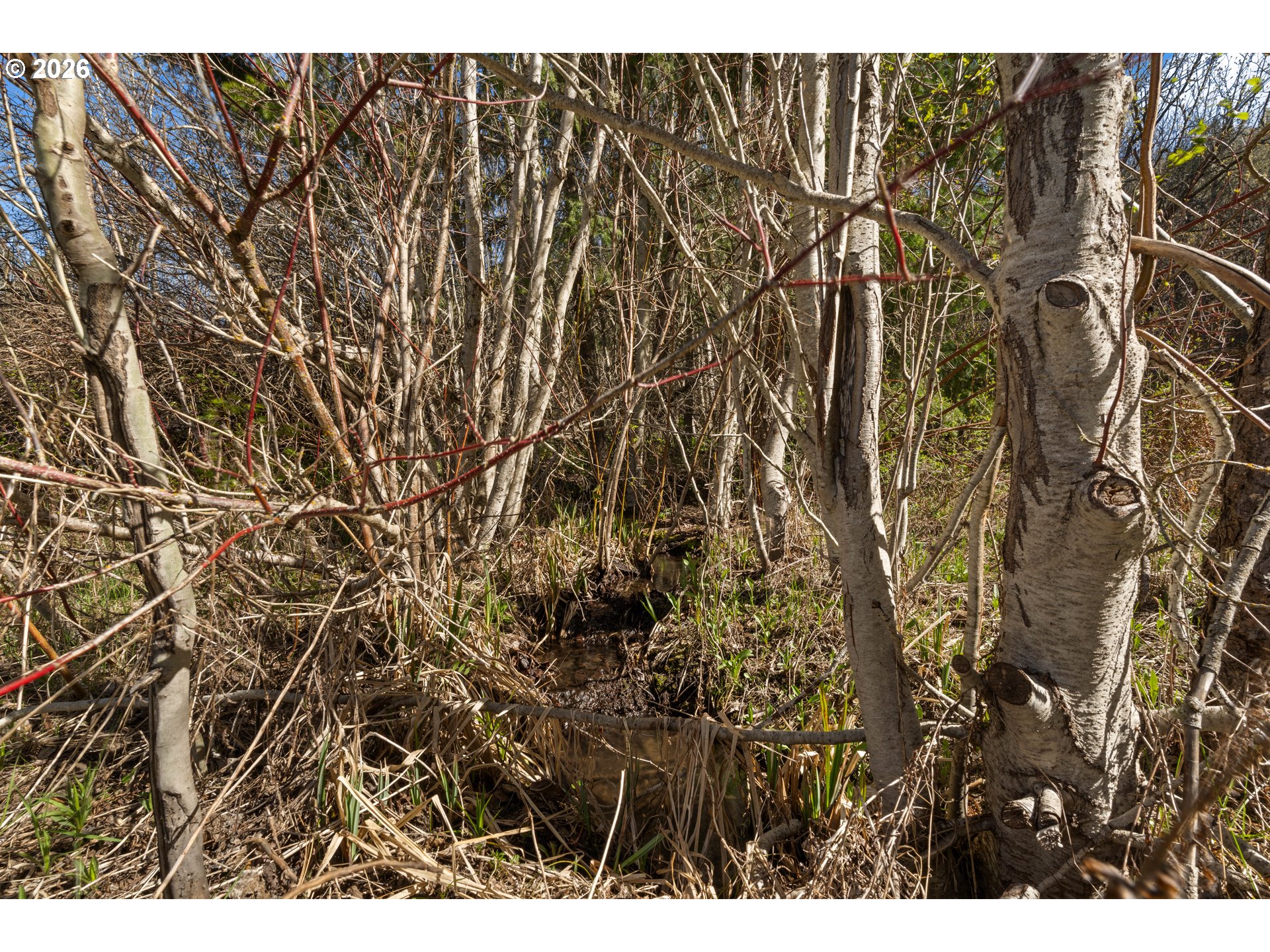 Wooded property with a small creek winding through dense trees and undergrowth.