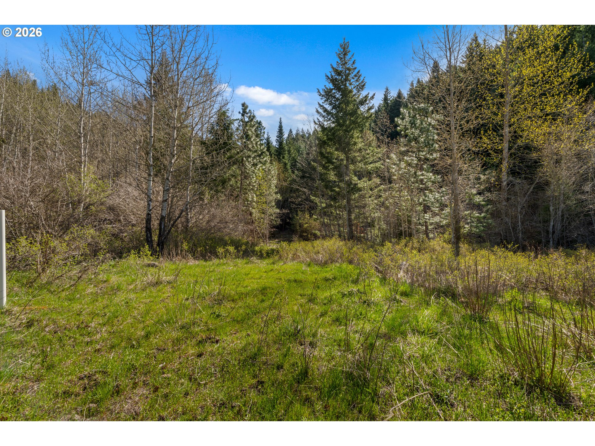 Wooded property clearing with green grass and a mix of evergreen and leafless trees