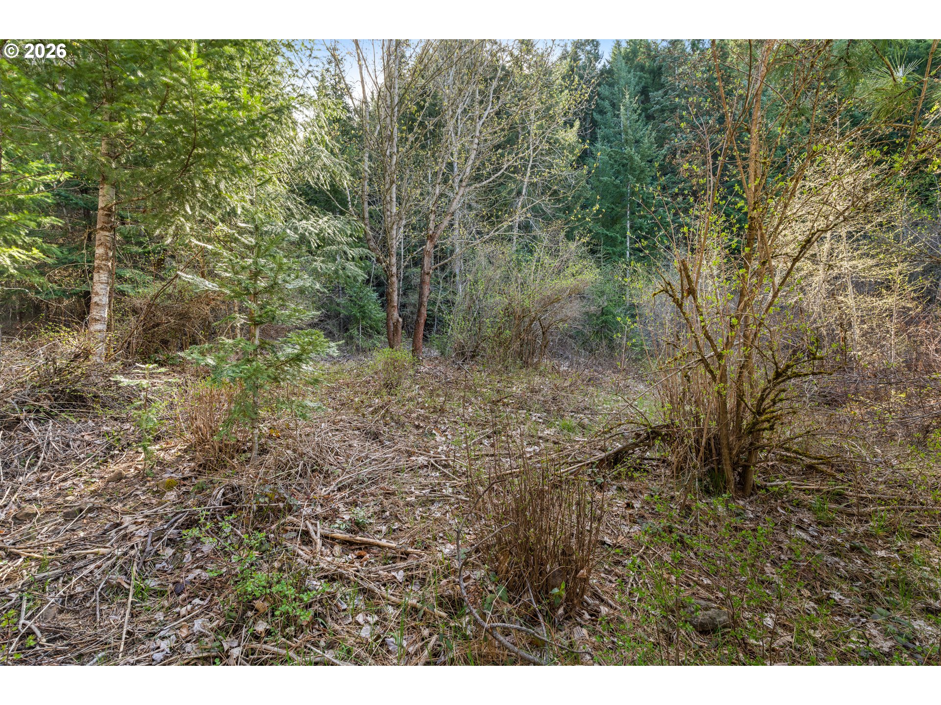 Wooded lot with dense trees, budding branches, and brush-covered ground.