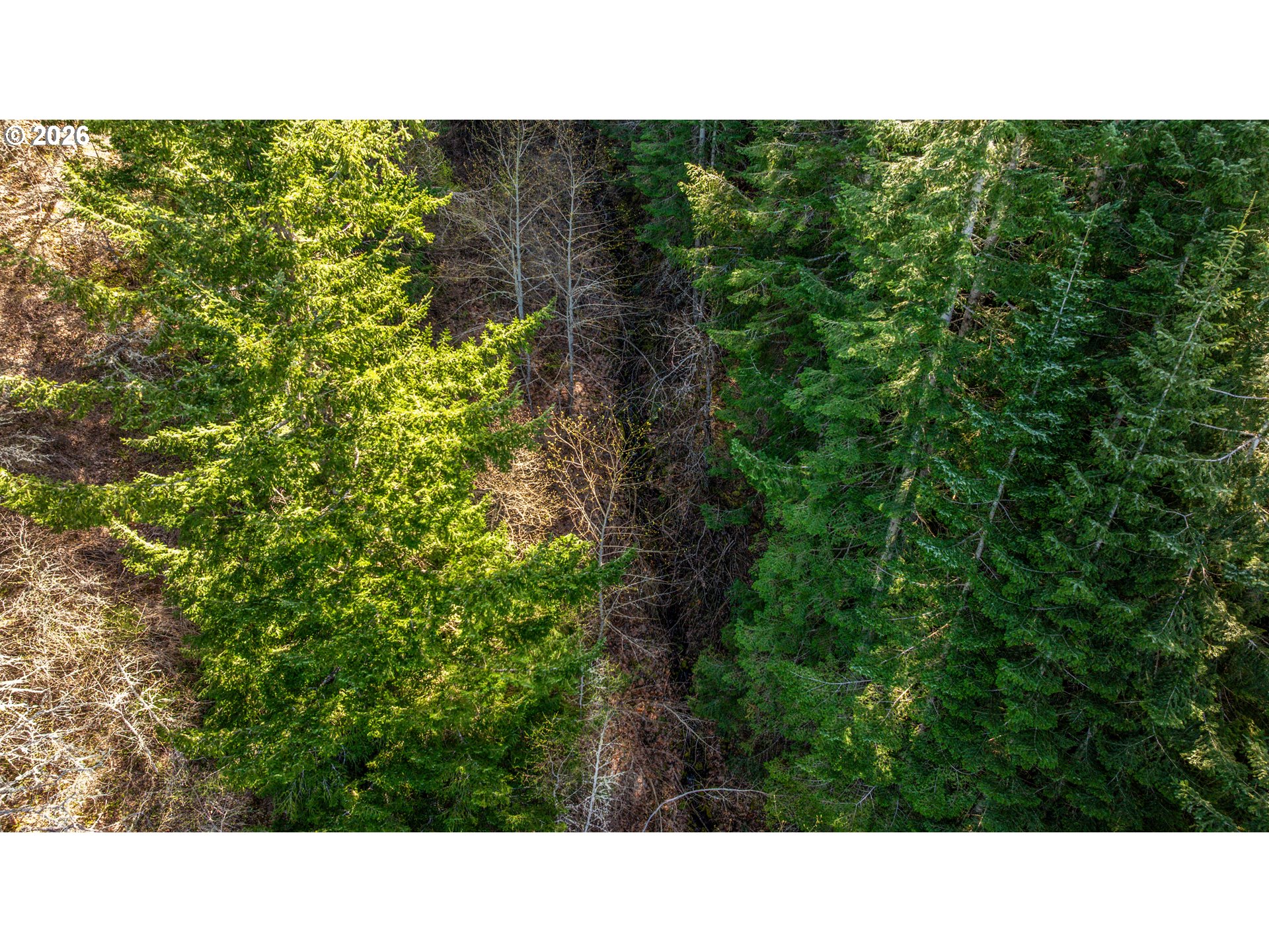 Aerial view of densely wooded land with evergreen and leafless trees.
