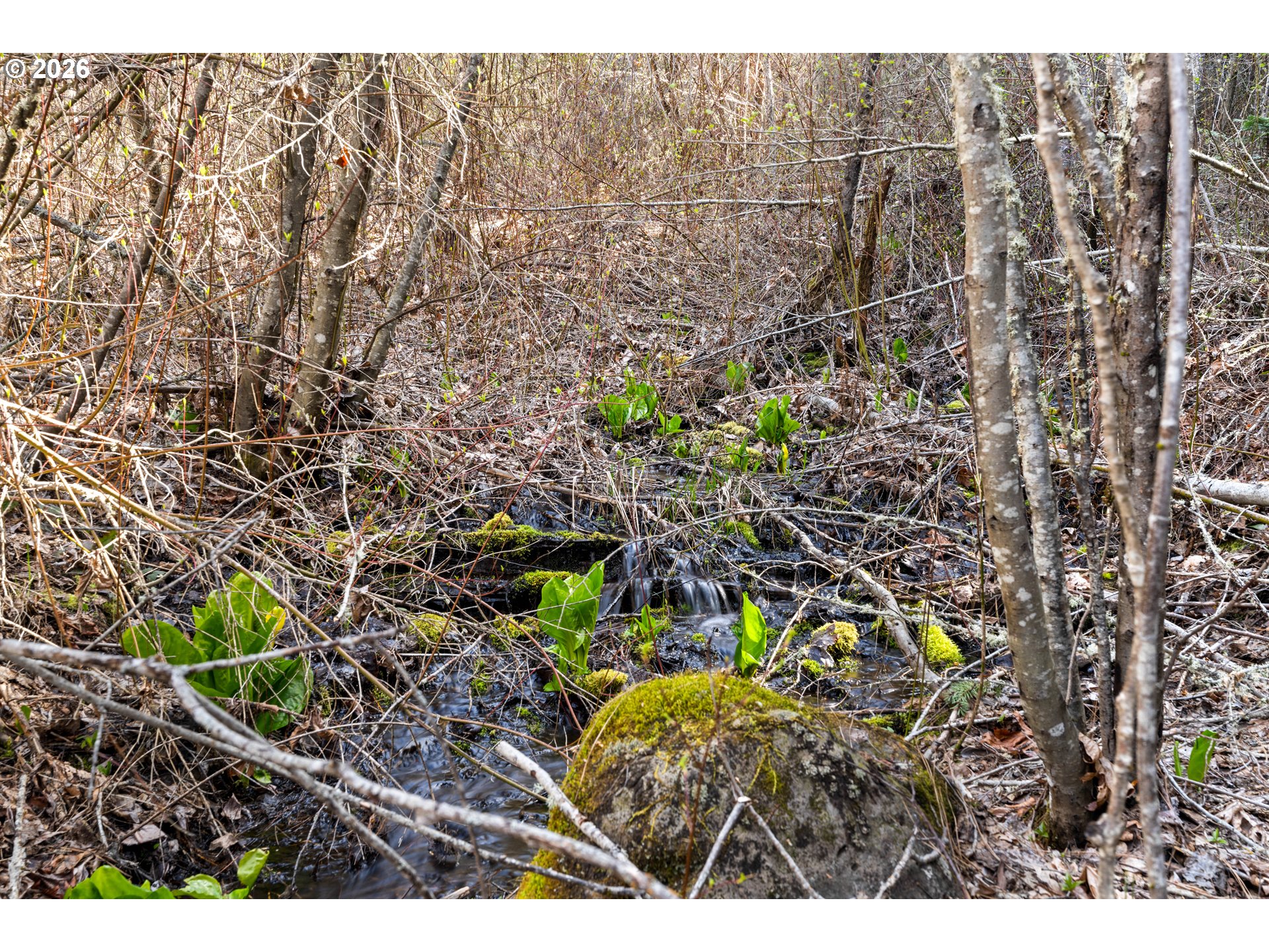 Small stream running over mossy rocks through a wooded property with emerging green plants.