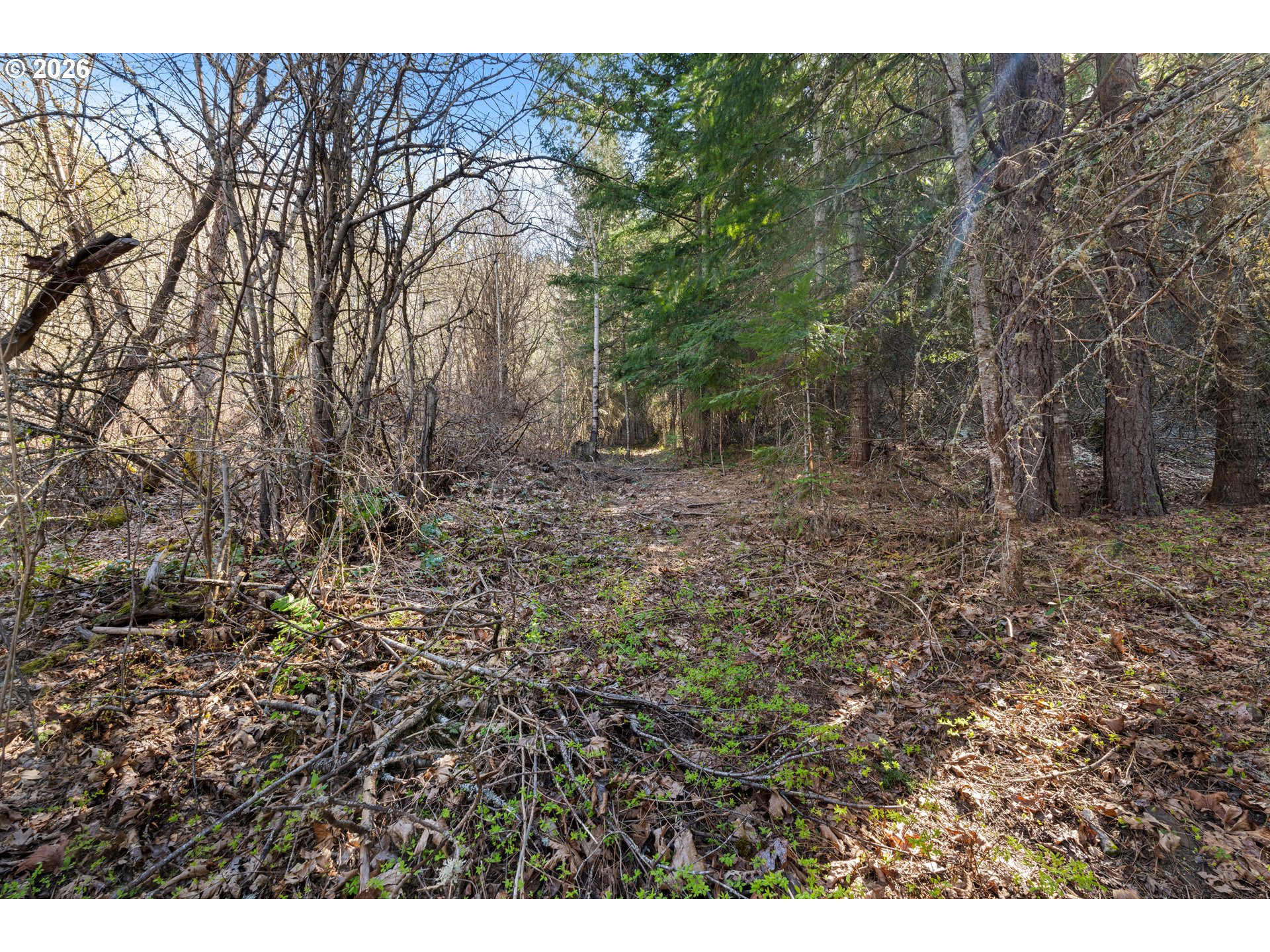 Wooded land with a narrow path beneath evergreen and bare deciduous trees.
