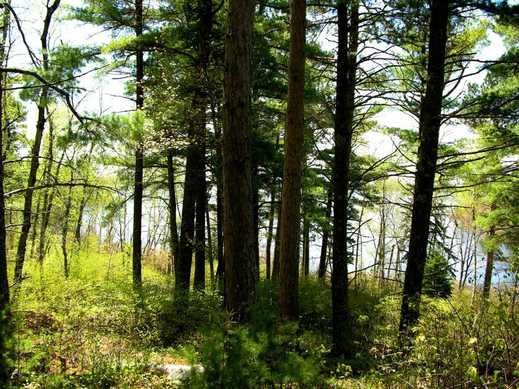 TBD Lot 3 Yahoo Point Road