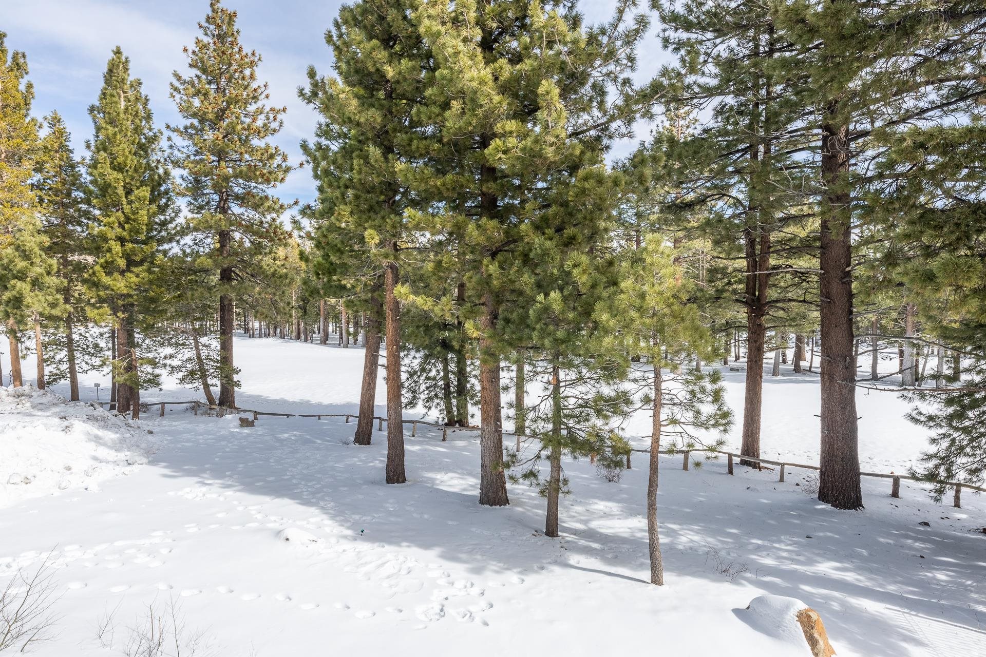 1500 Lodestar Dr #217 Unit: Mammoth Green #217