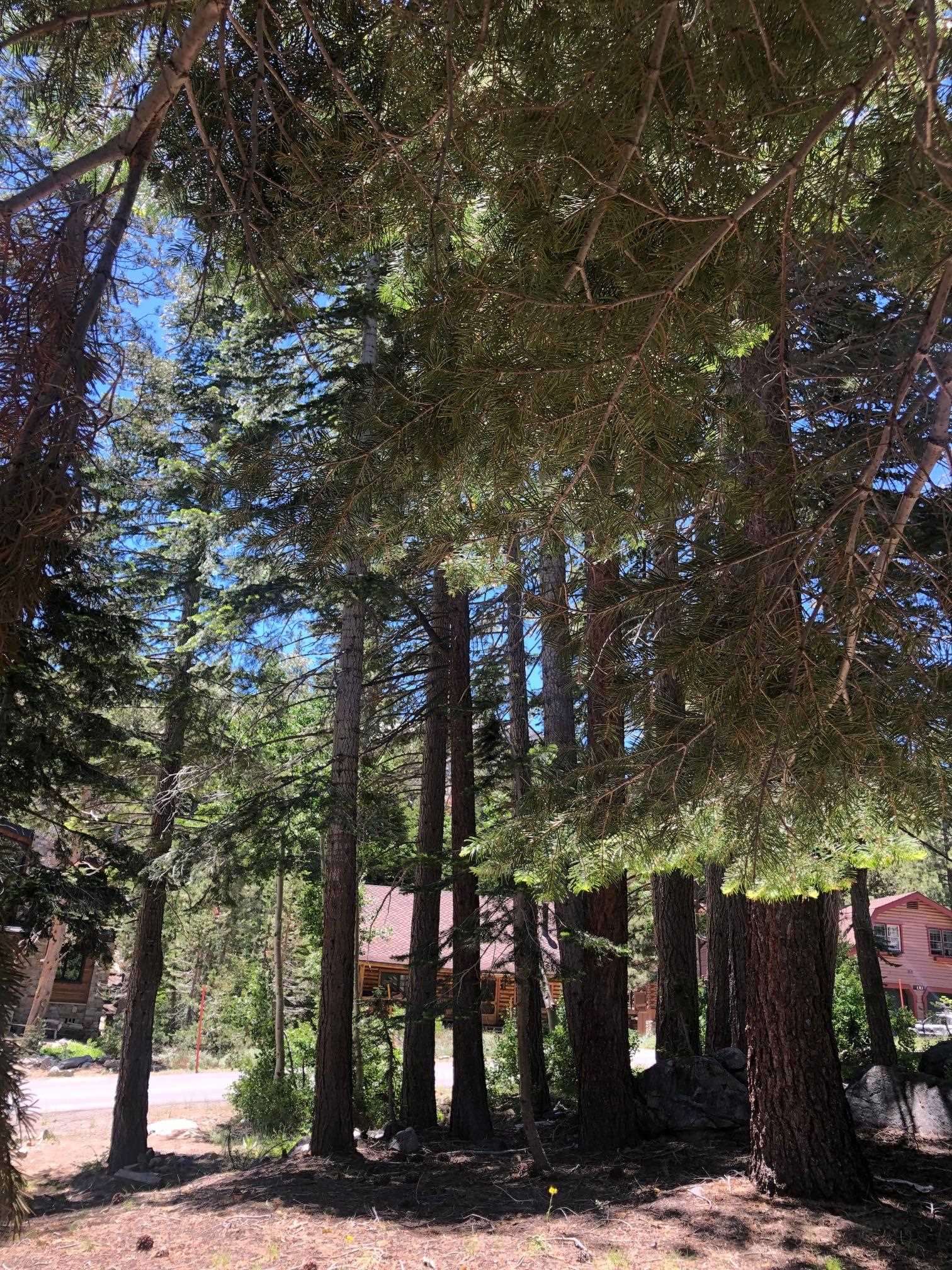 136 Red Fir Road Unit: Mammoth Park Tract Lot #21