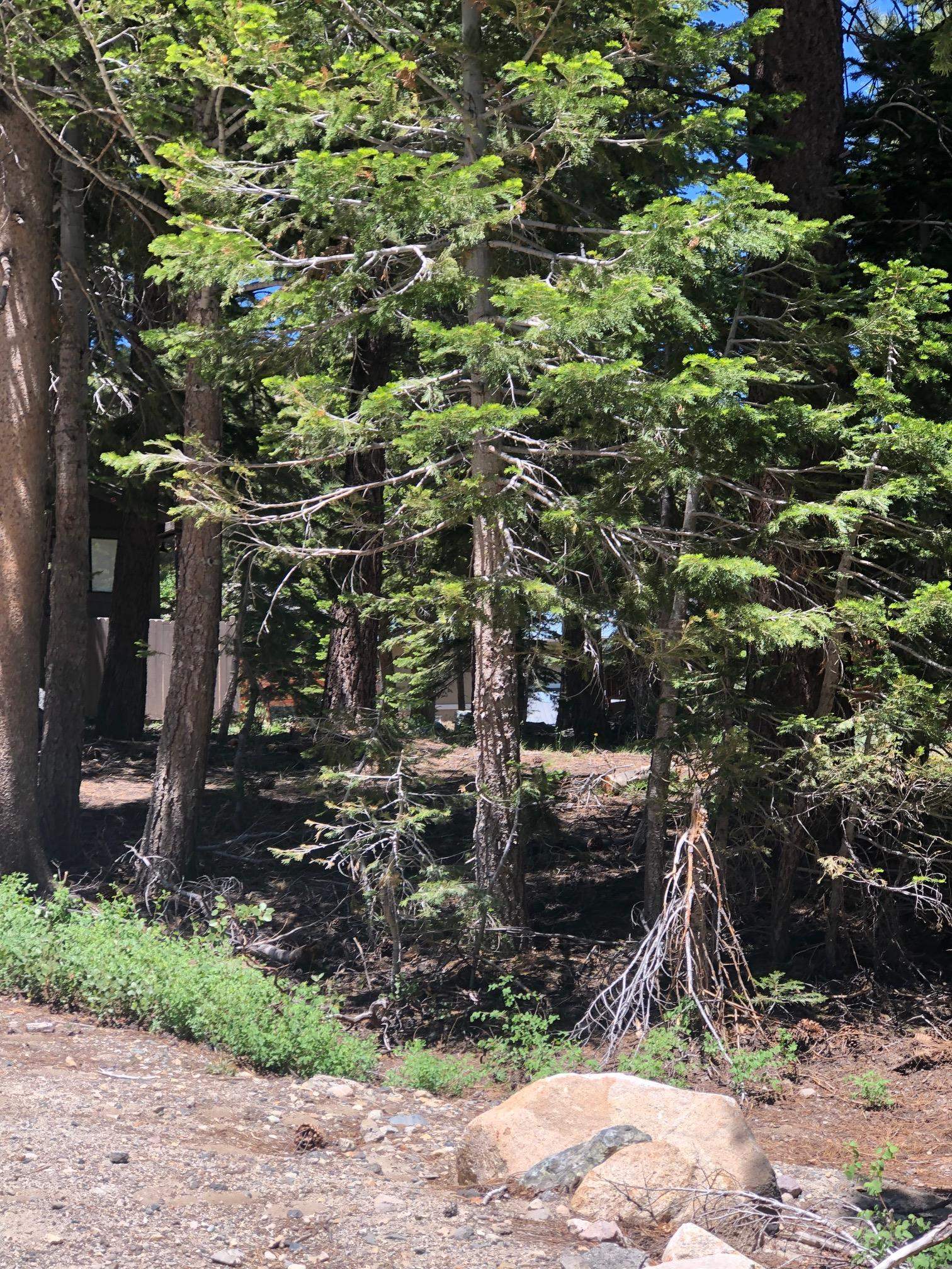 136 Red Fir Road Unit: Mammoth Park Tract Lot #21