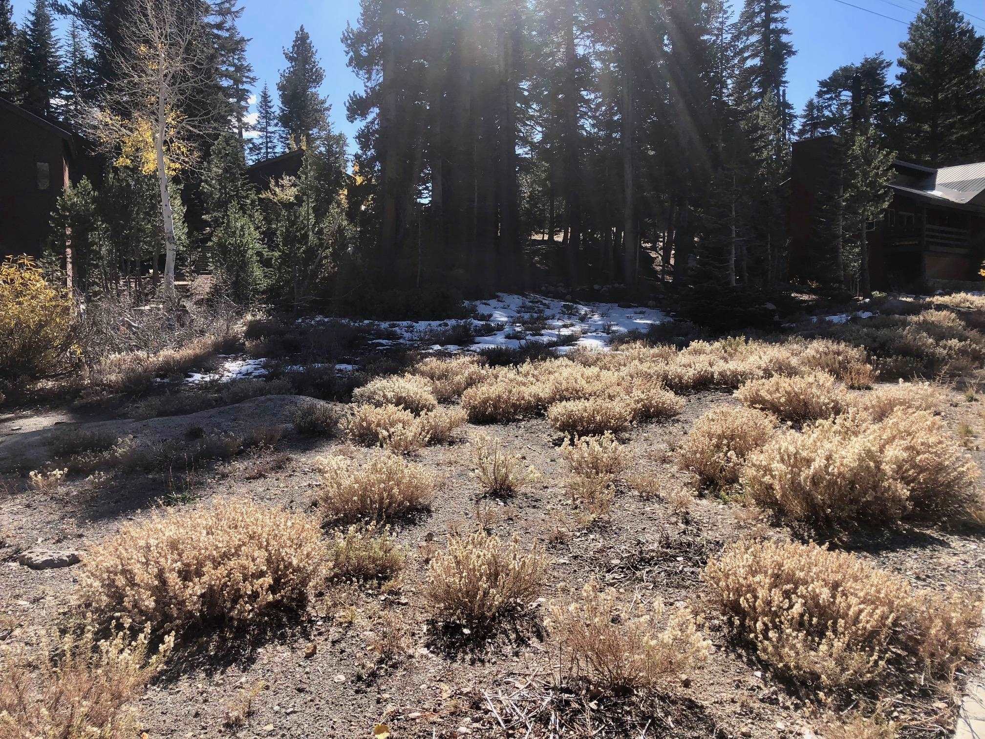 41 Convict Pl Unit: Mammoth Slopes III Lot #30
