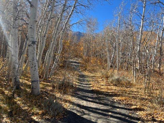 Dirt path through golden aspens, with distant mountain peaks beneath a clear blue sky.