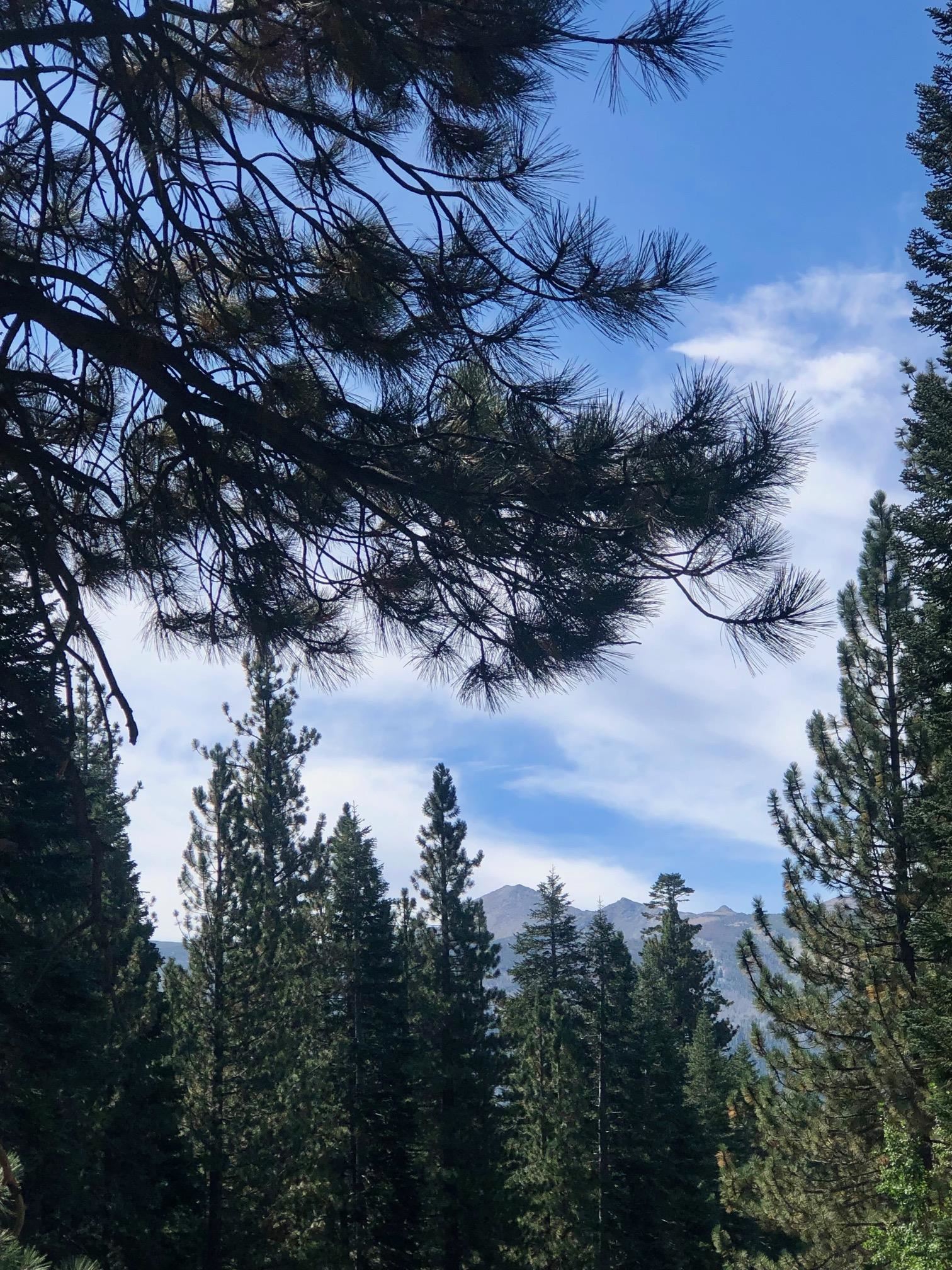 198 Grindelwald Road