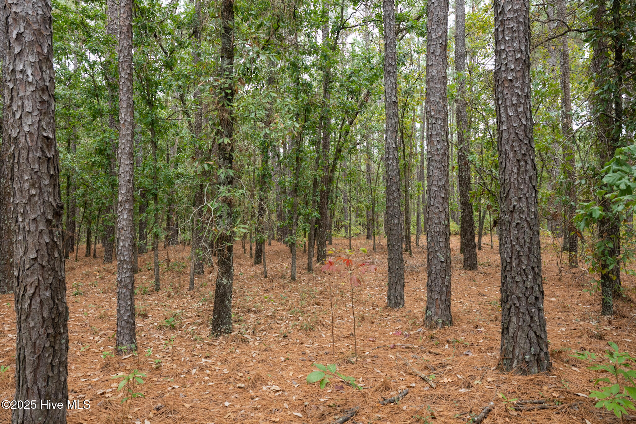 Lot 5 Deercroft