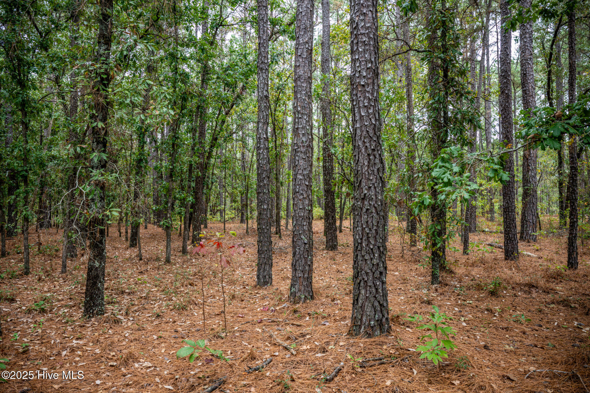 Lot 5 Deercroft