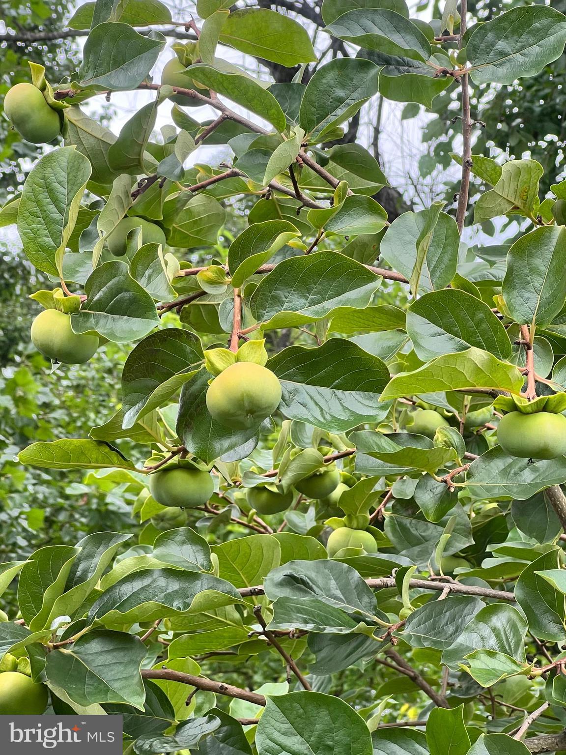 3521 TURBRIDGE DRIVE