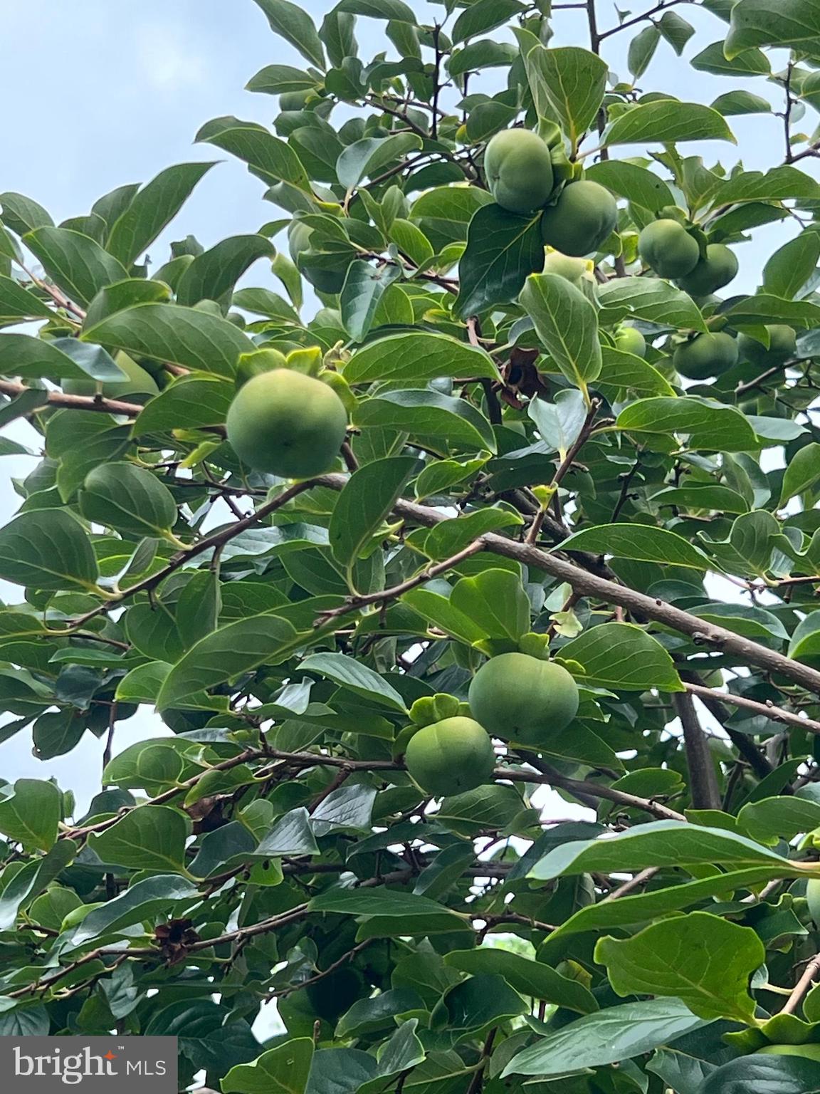 3521 TURBRIDGE DRIVE