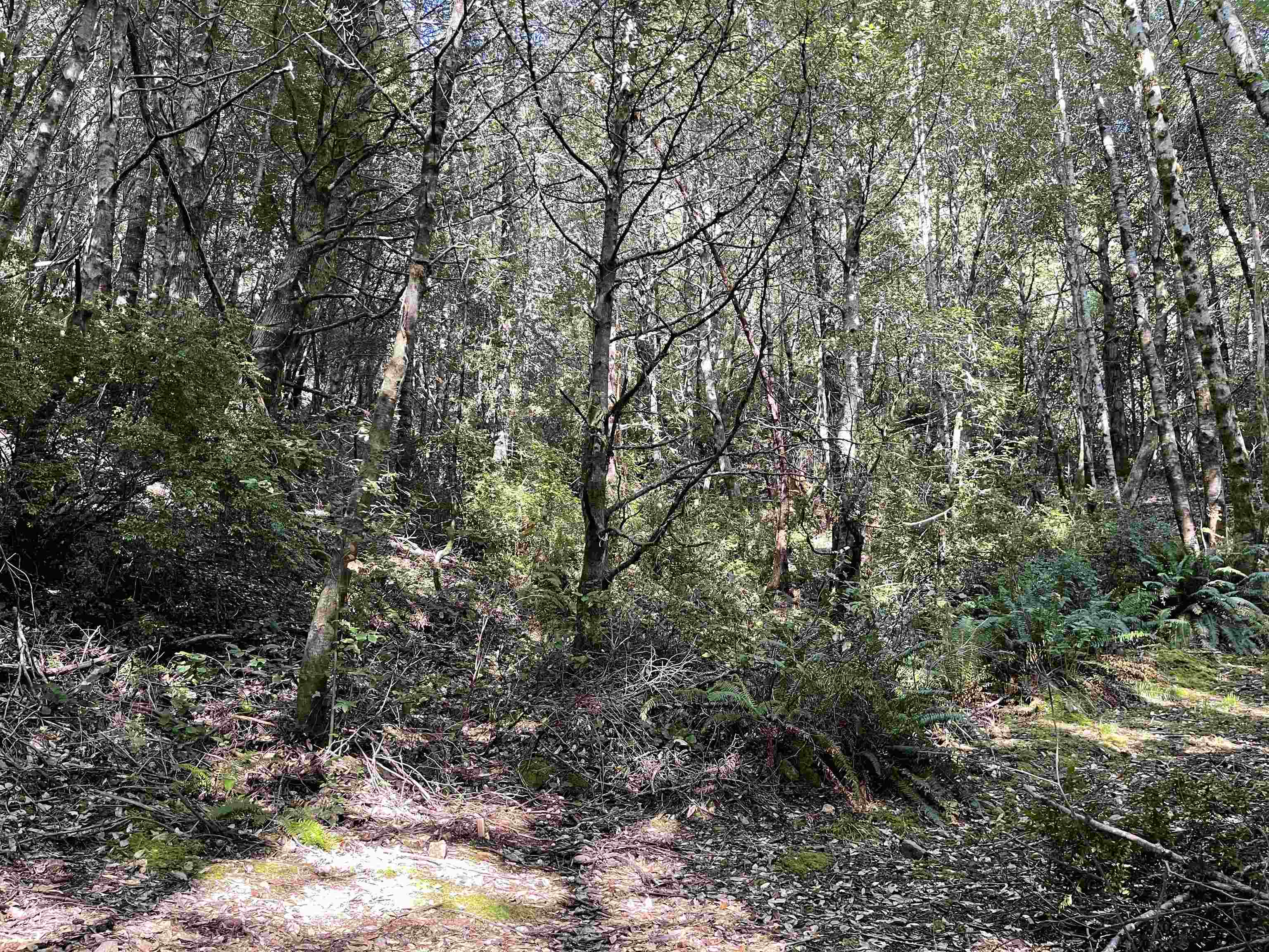 000 Rowdy Creek Road