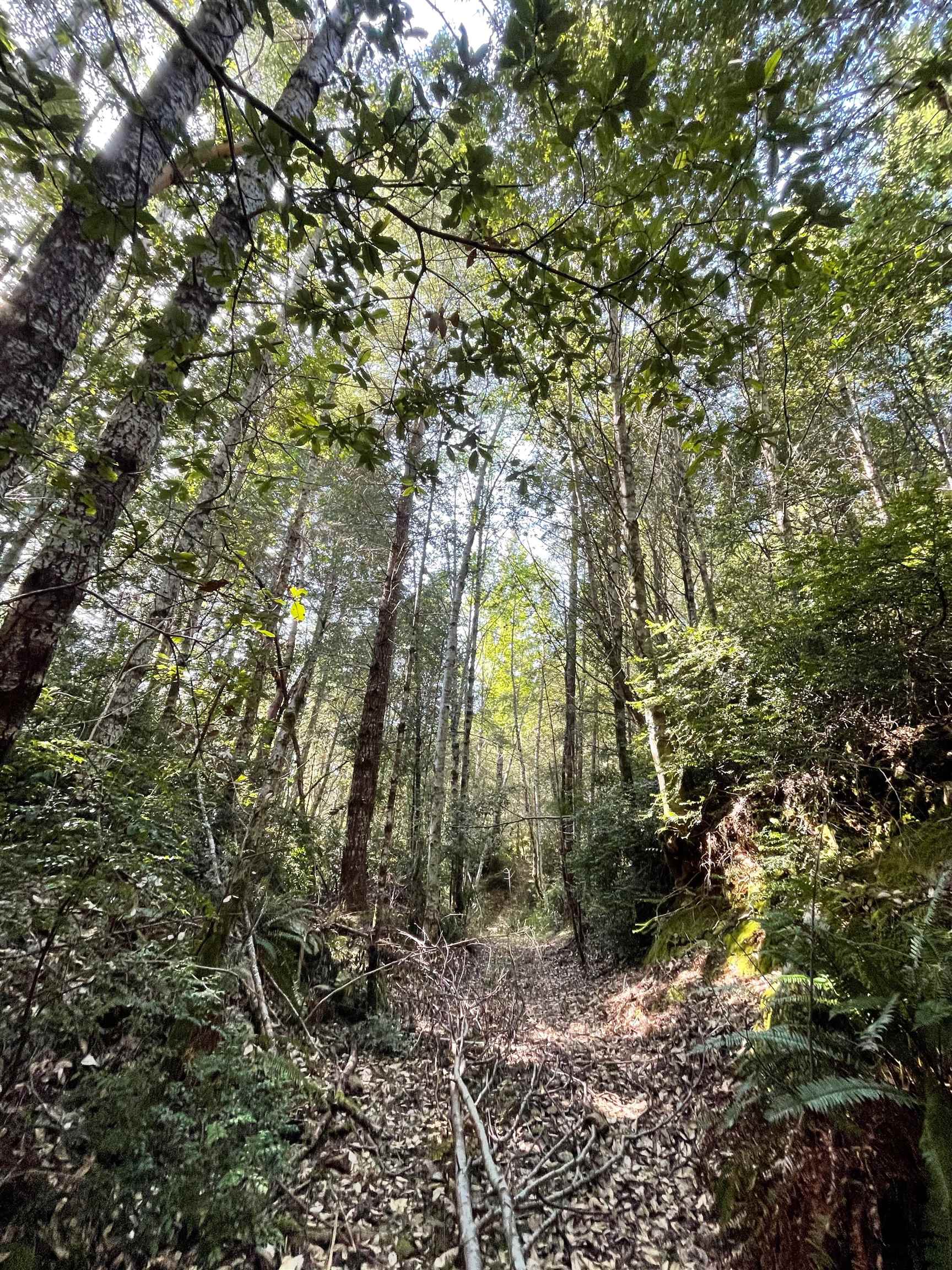000 Rowdy Creek Road