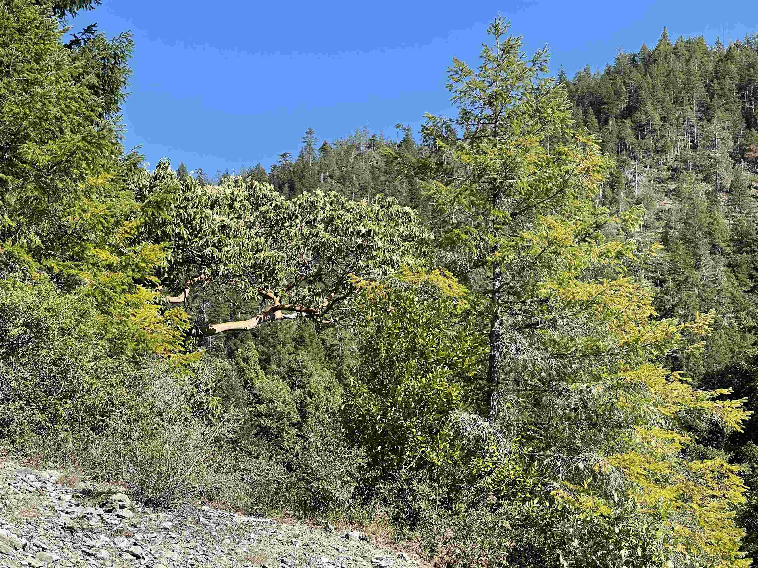 000 Rowdy Creek Road