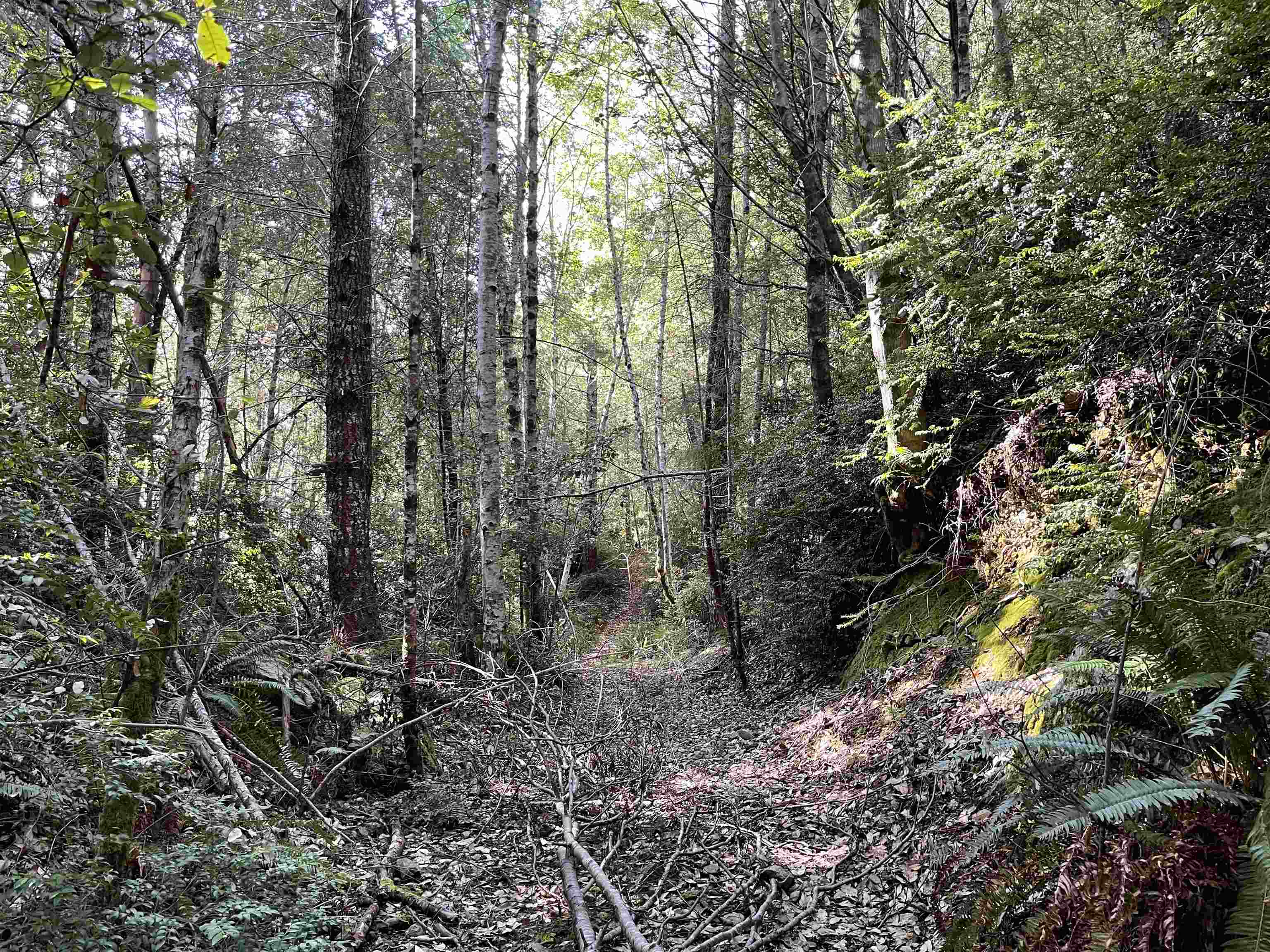 000 Rowdy Creek Road