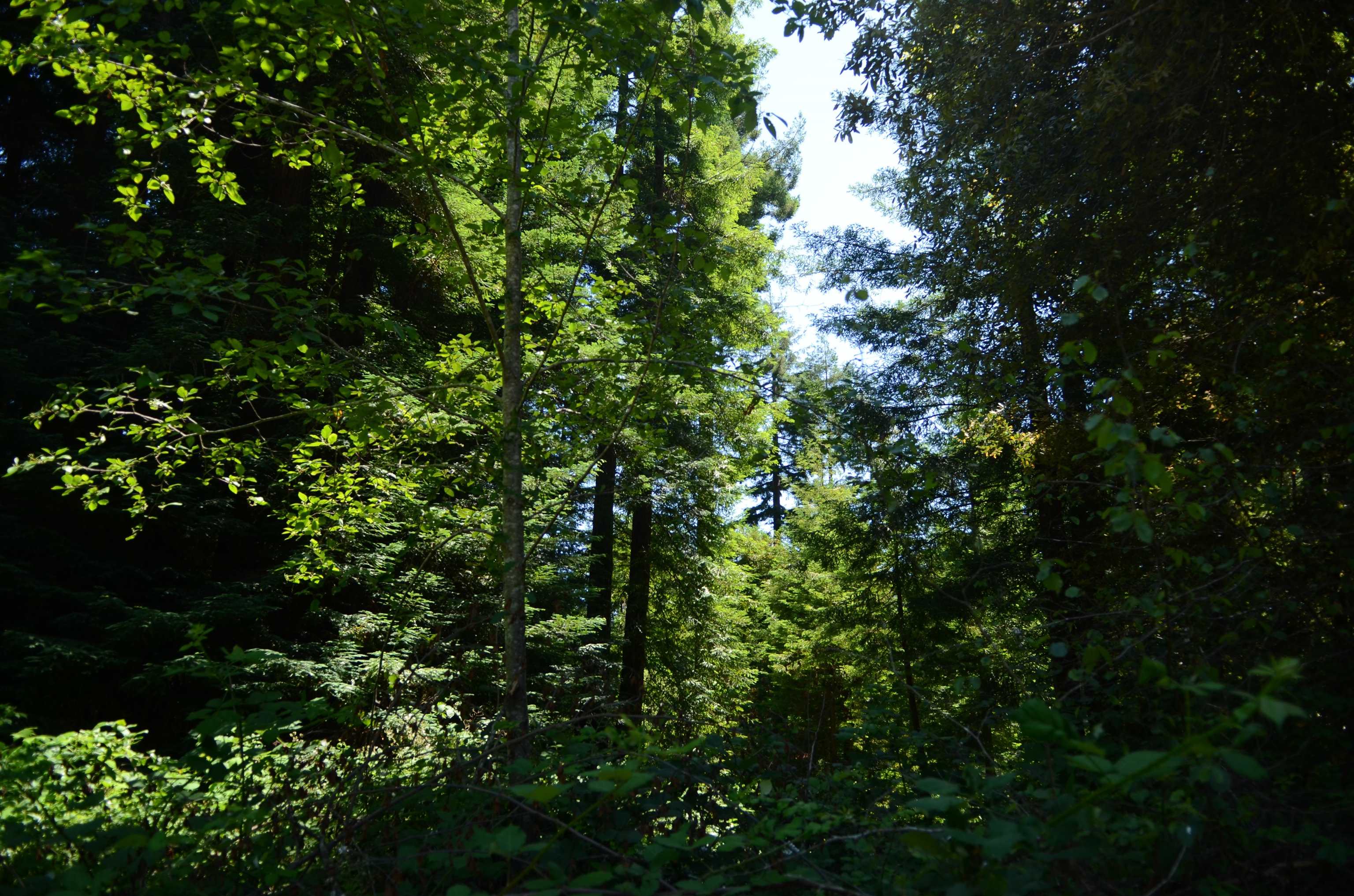 36 Bell Hole Loop