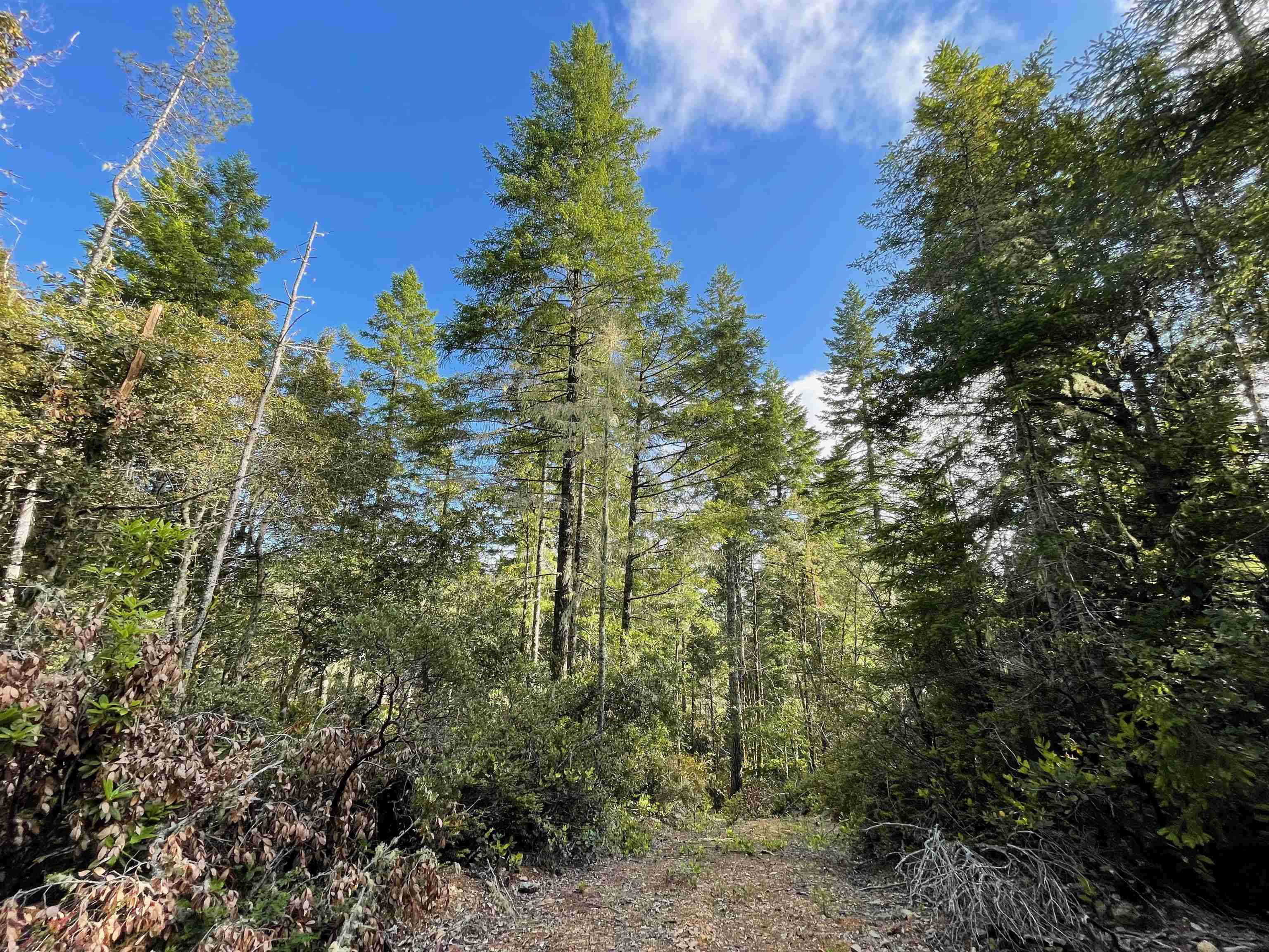 1851 Low Divide Road