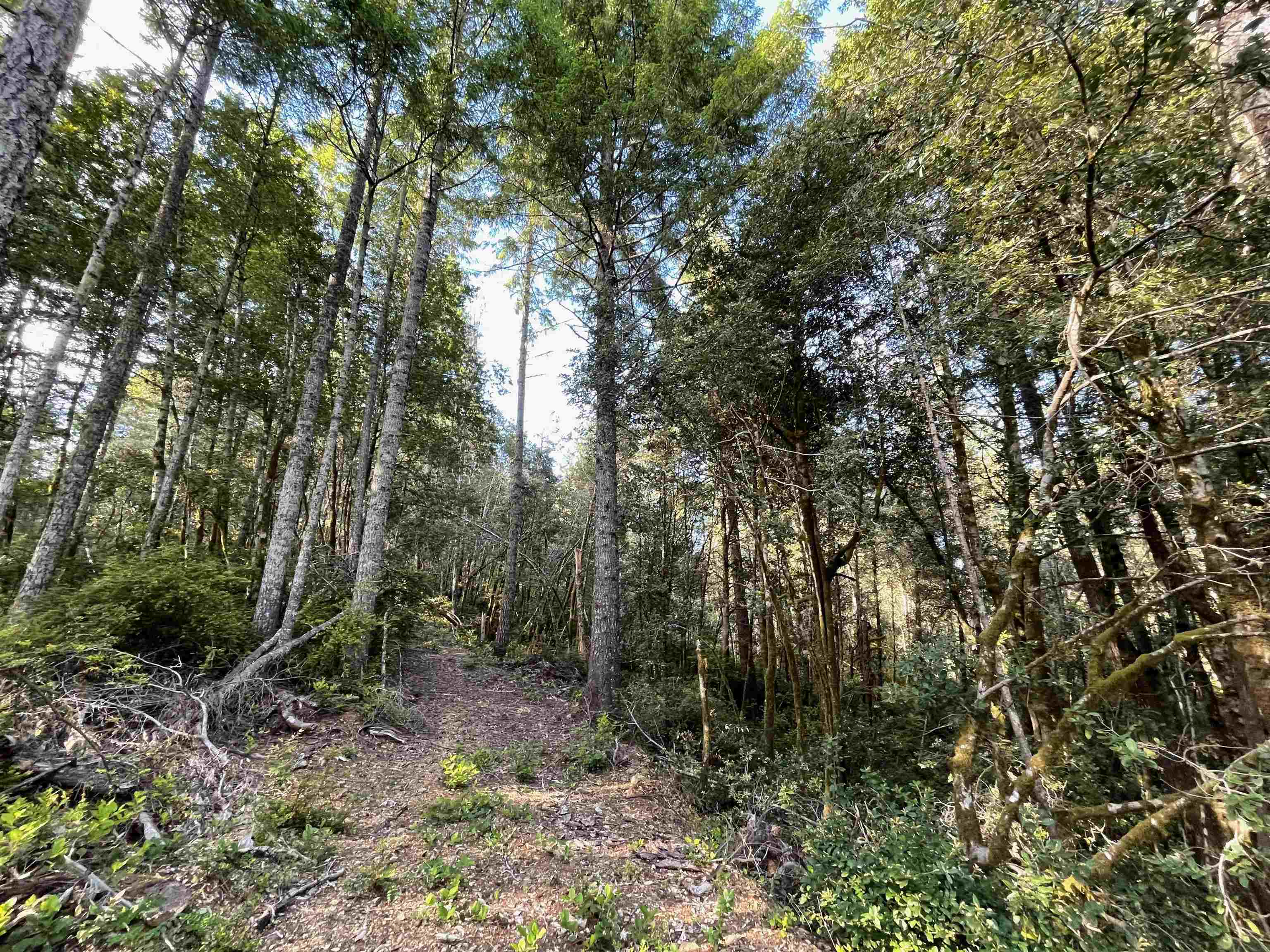 1851 Low Divide Road