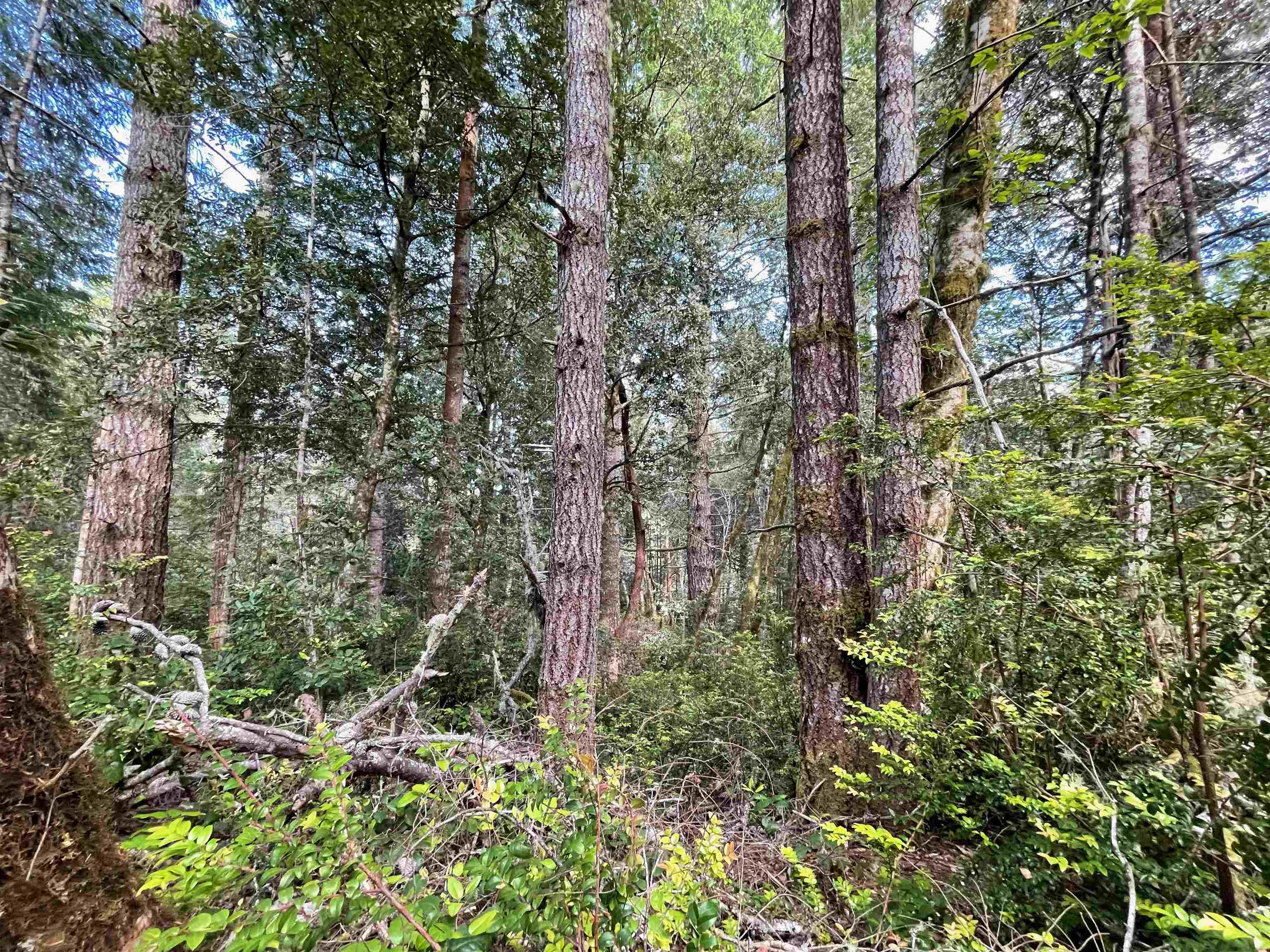 1851 Low Divide Road