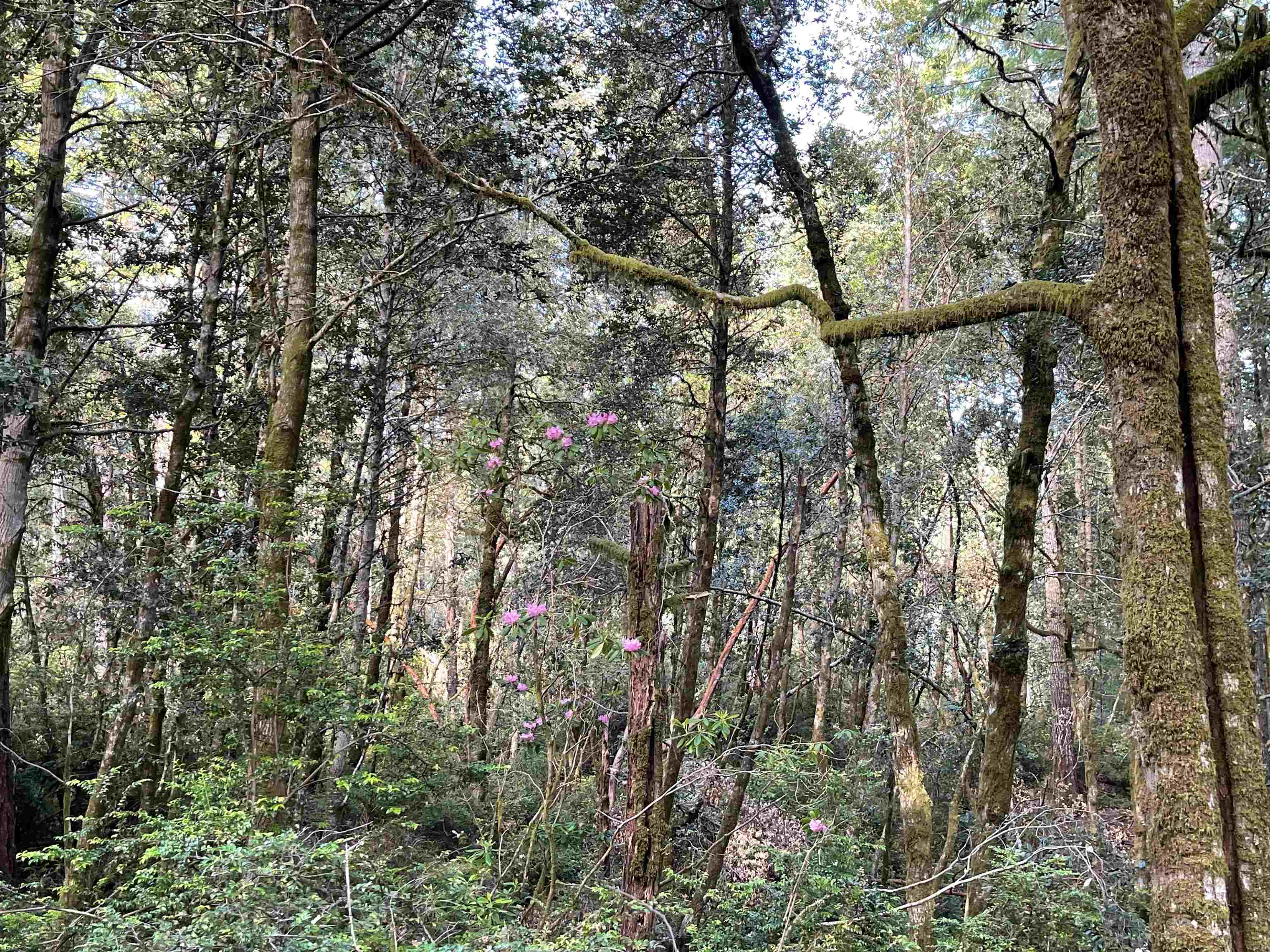 1851 Low Divide Road