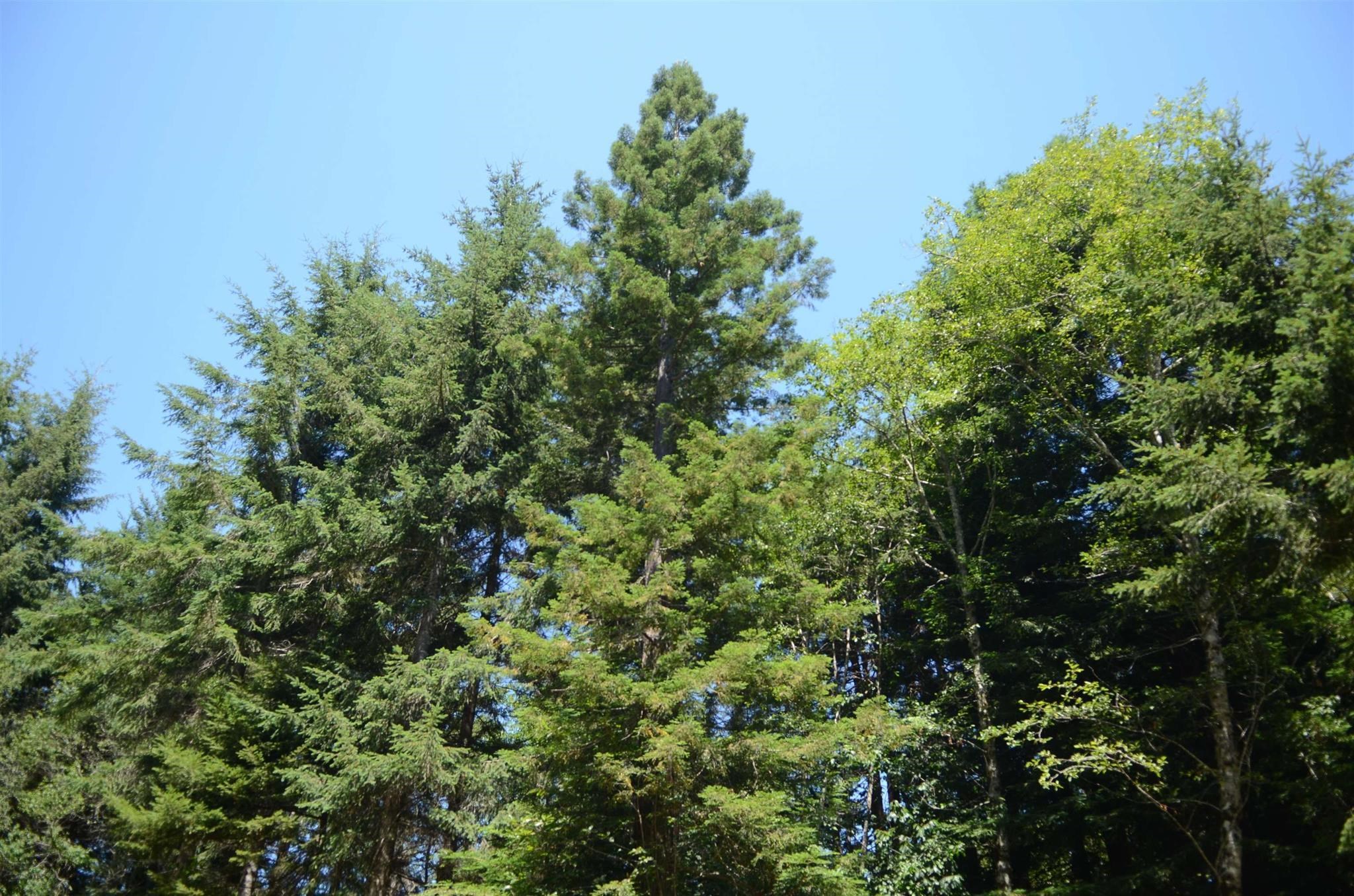 Lot 43 Speer Drive