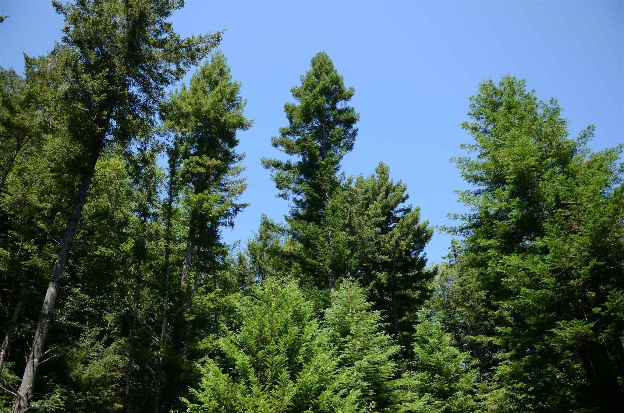 Lot 45 Speer Drive