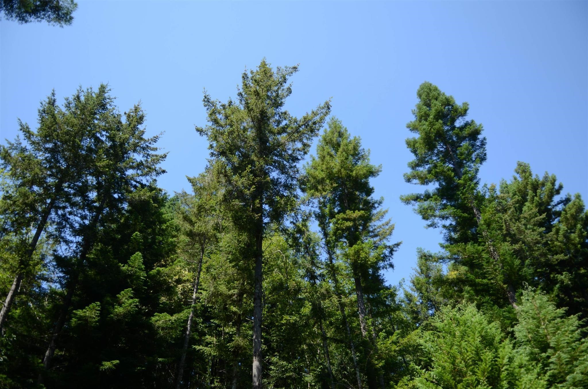 Lot 45 Speer Drive