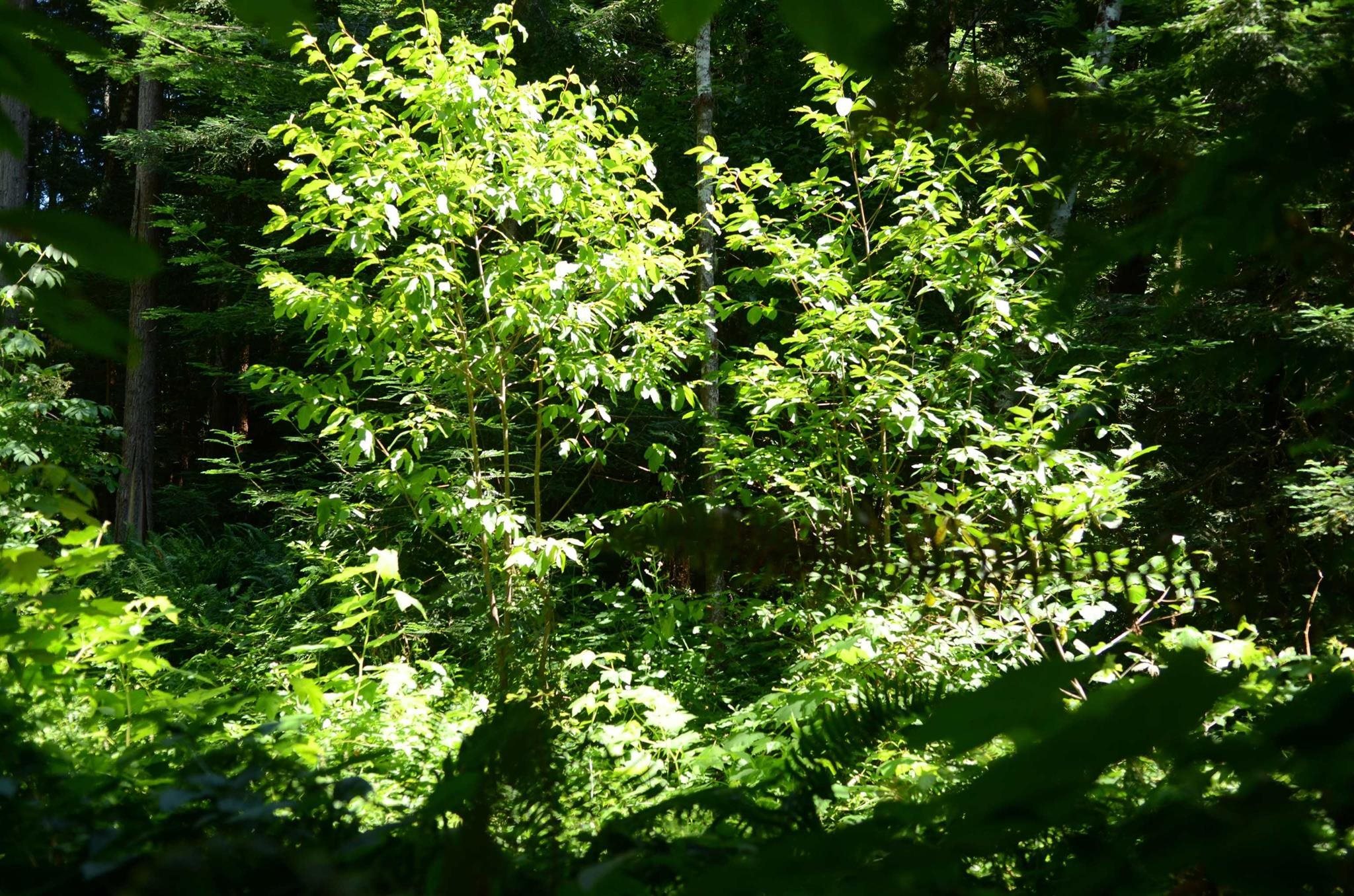 Lot 46 Speer Drive