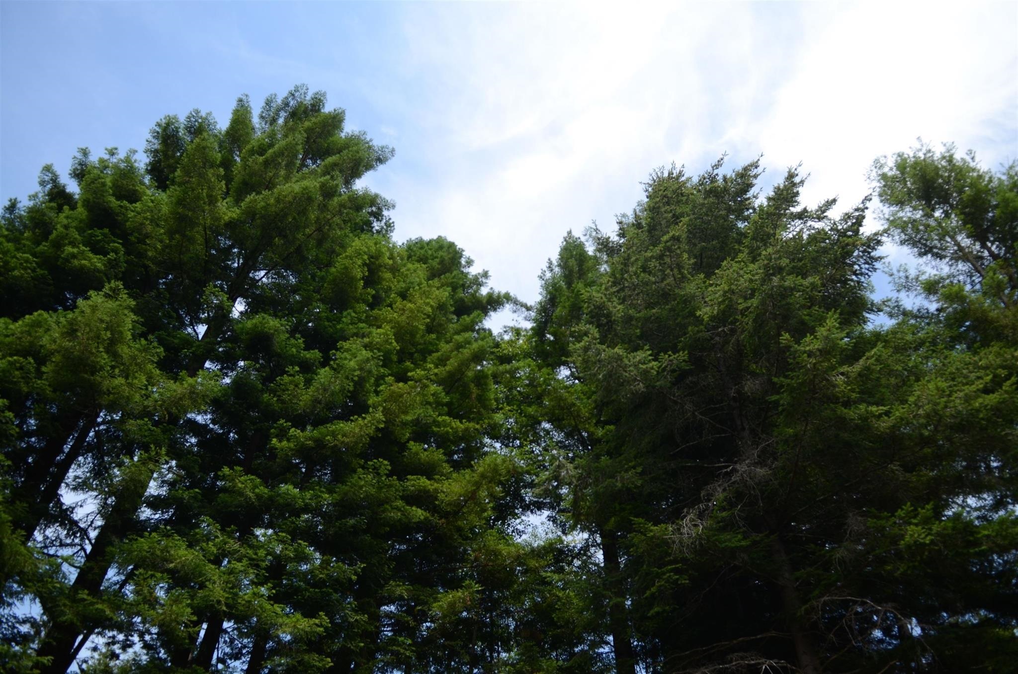 Lot 46 Speer Drive