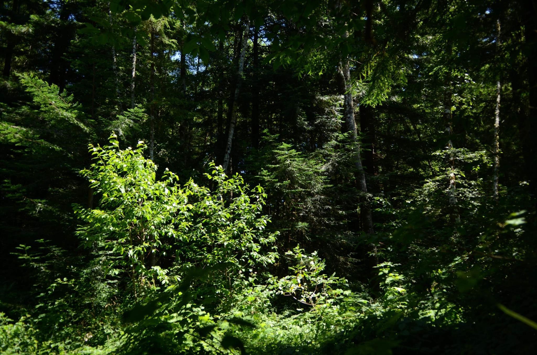 Lot 46 Speer Drive