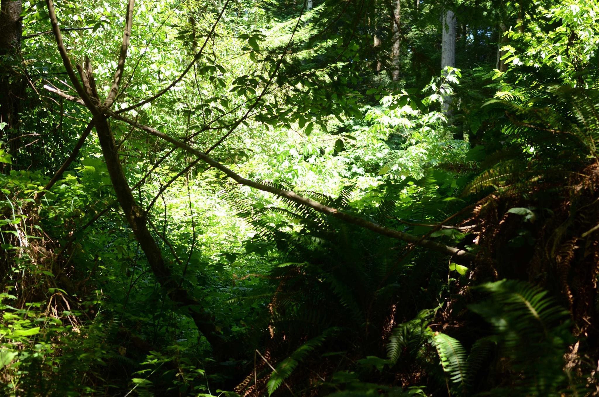 Lot 46 Speer Drive