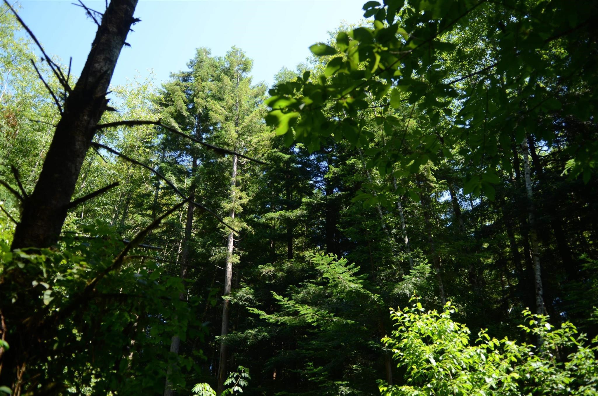 Lot 46 Speer Drive