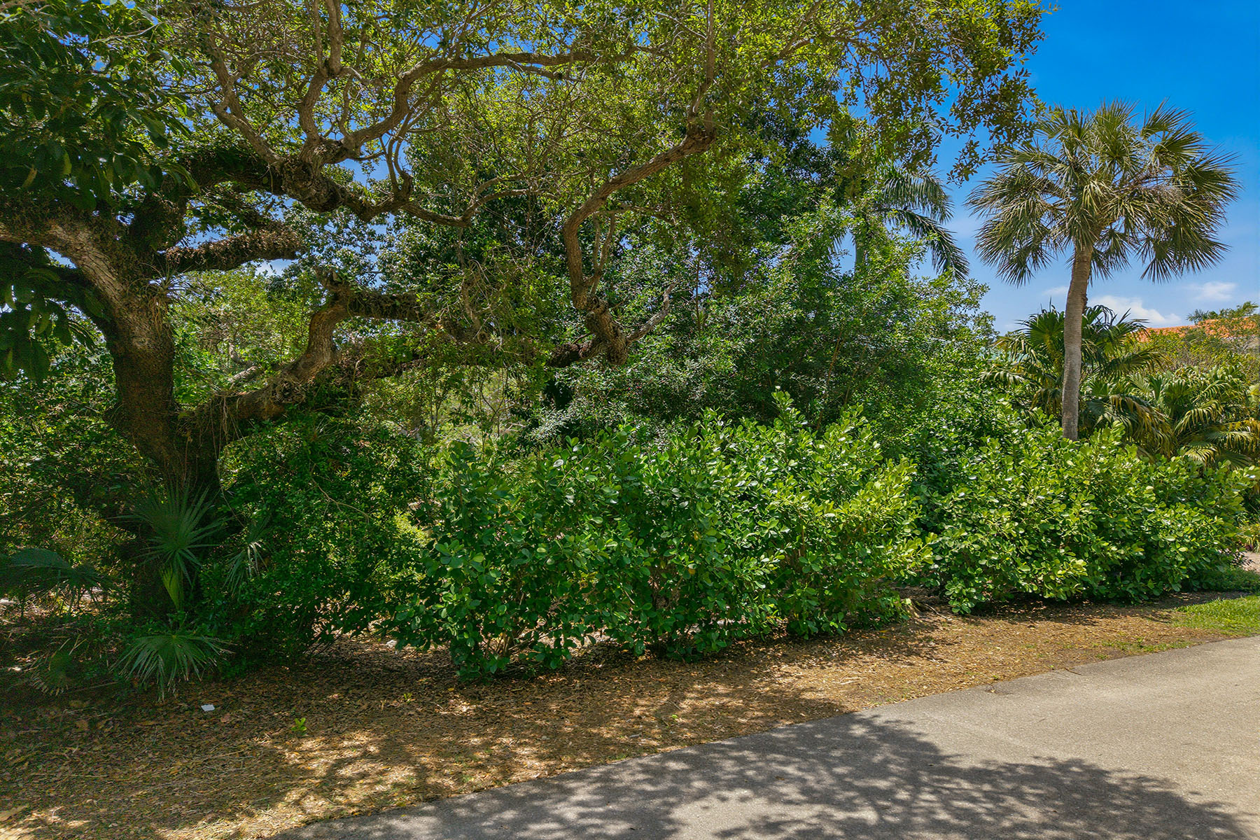 375 Gumbo Limbo Lane