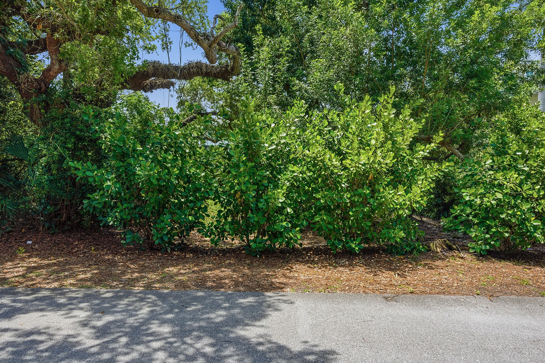 375 Gumbo Limbo Lane