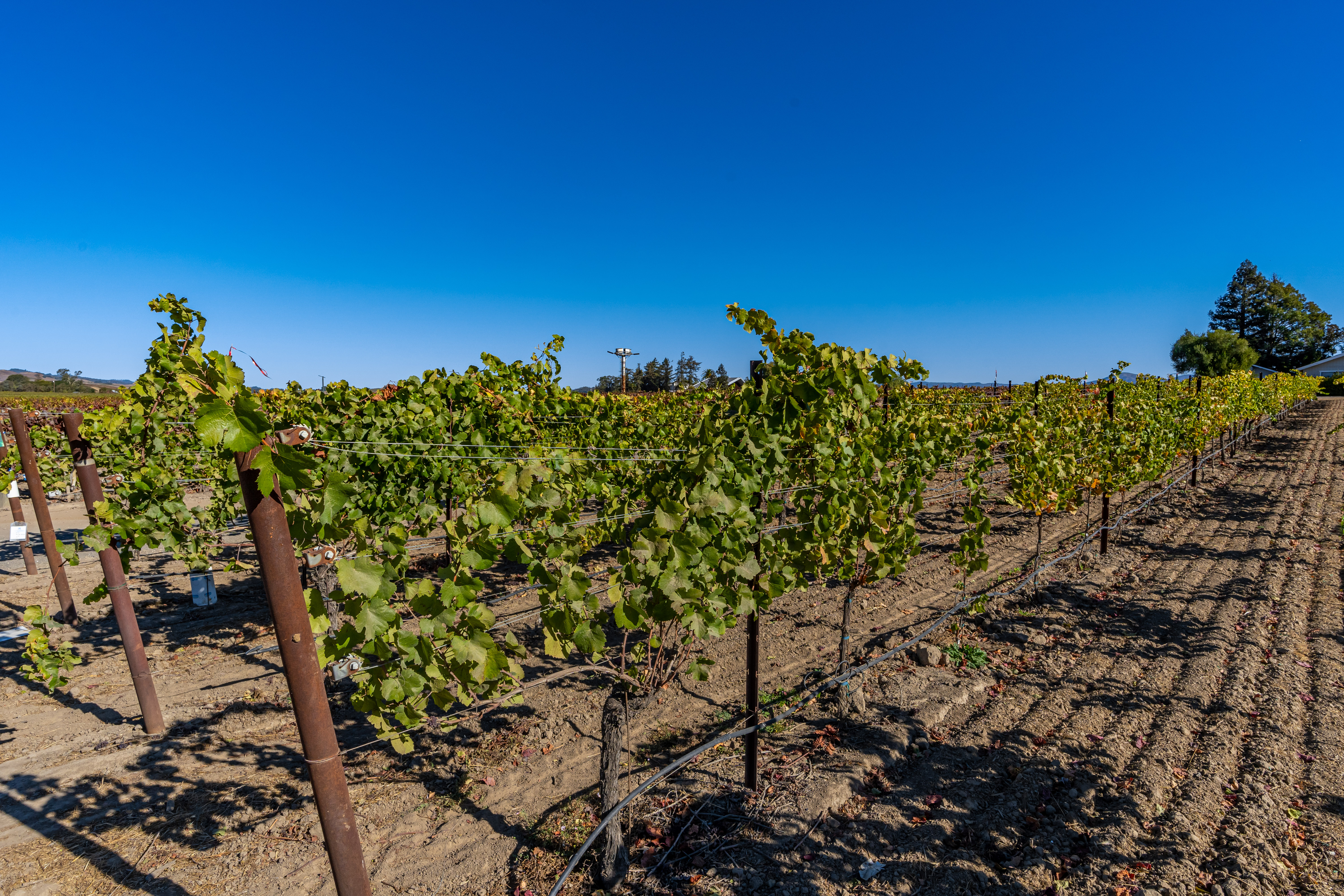 Napa
