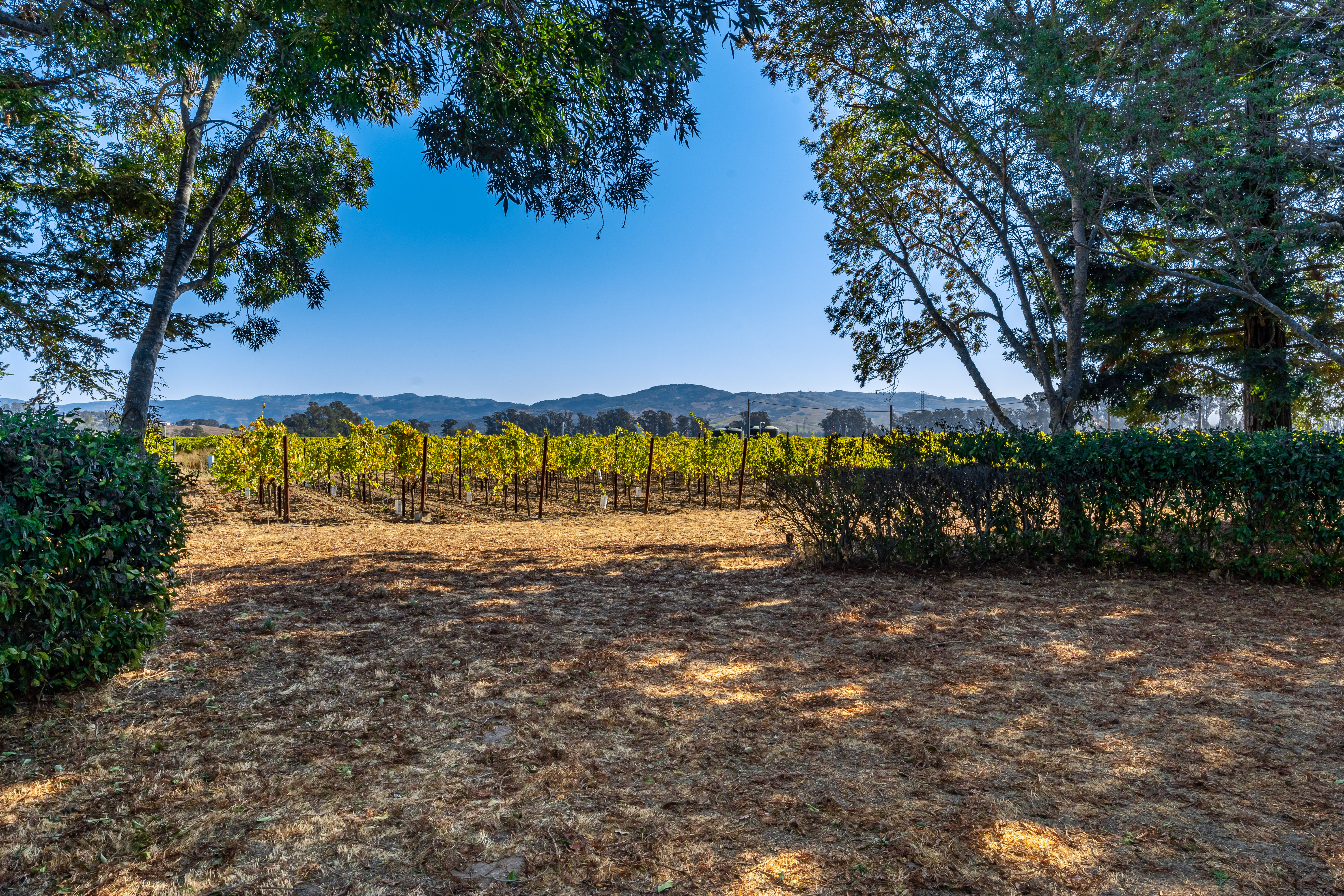 Napa