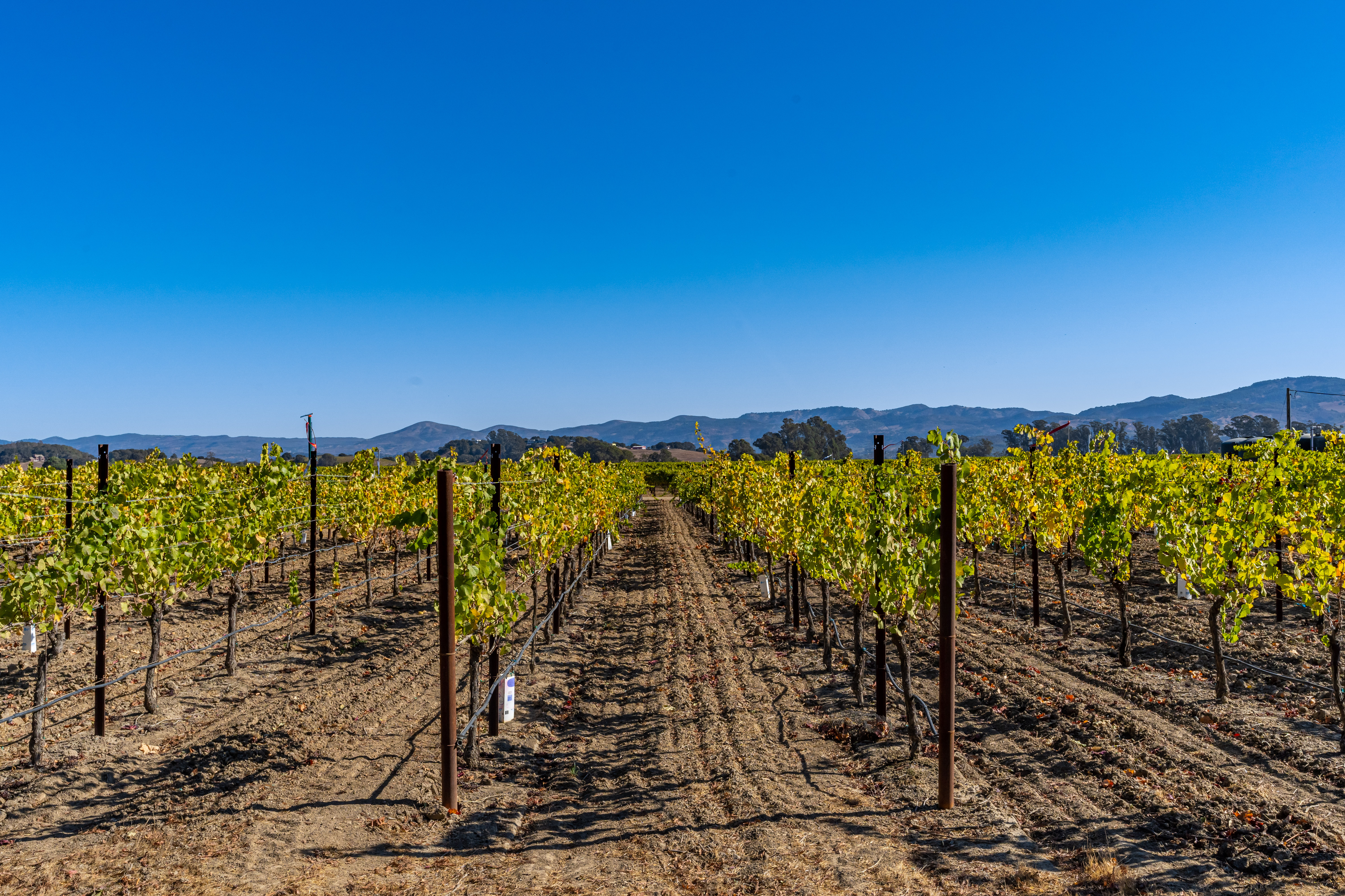 Napa