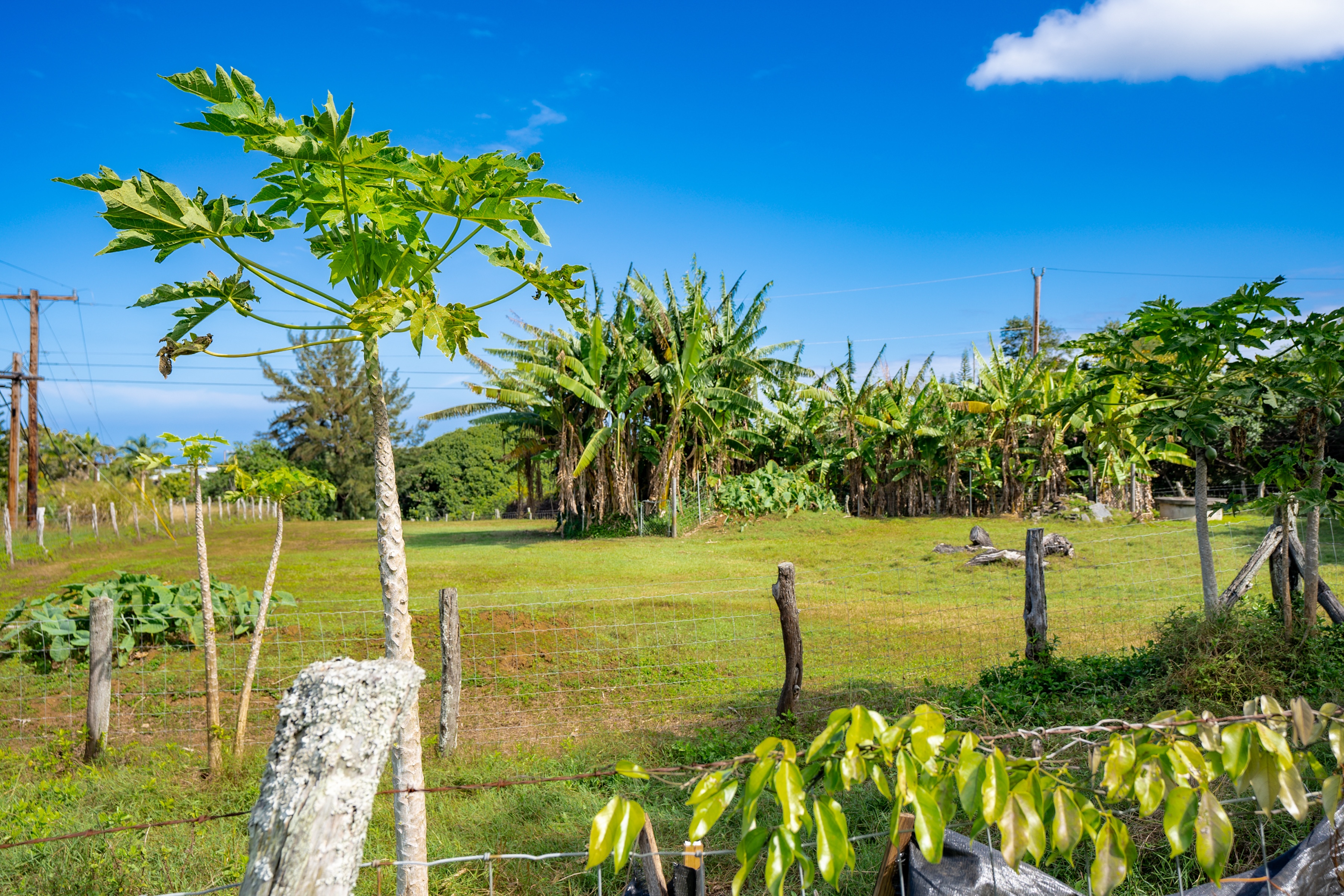 1699 Kaupakalua Road