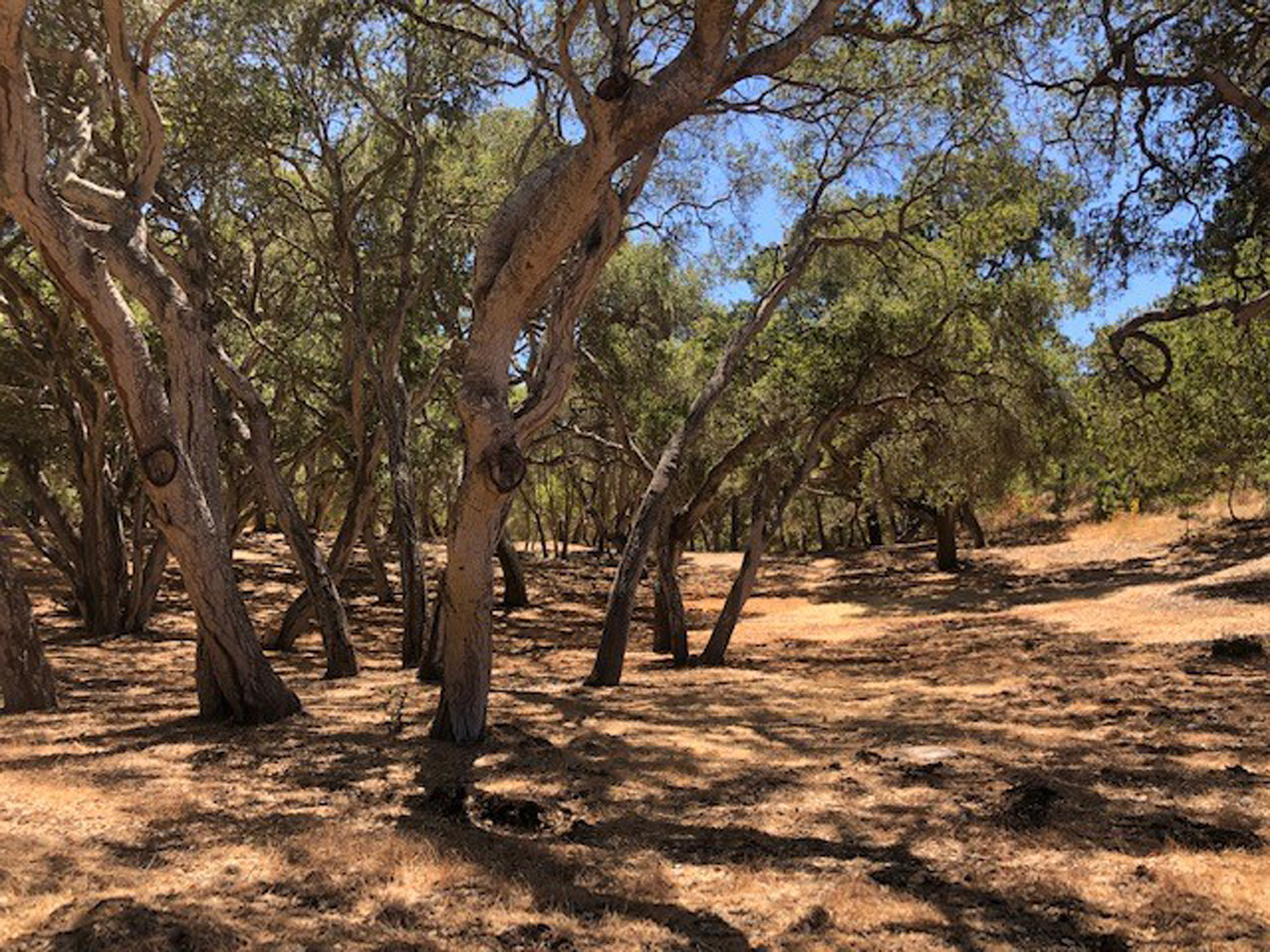 7735 Paseo Venado (Lot 82)