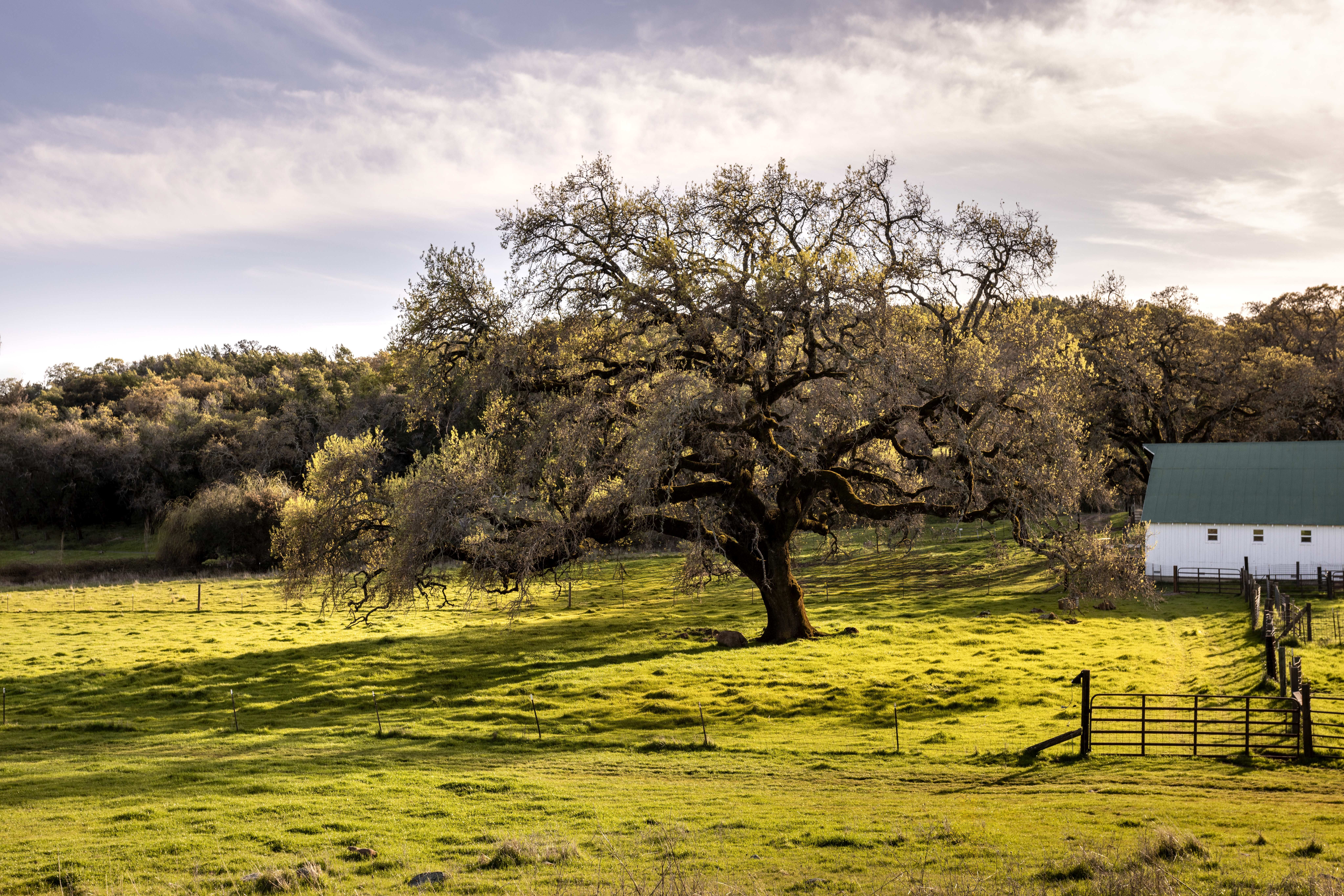 3100 Sonoma Mountain Rd, Sonoma, CA