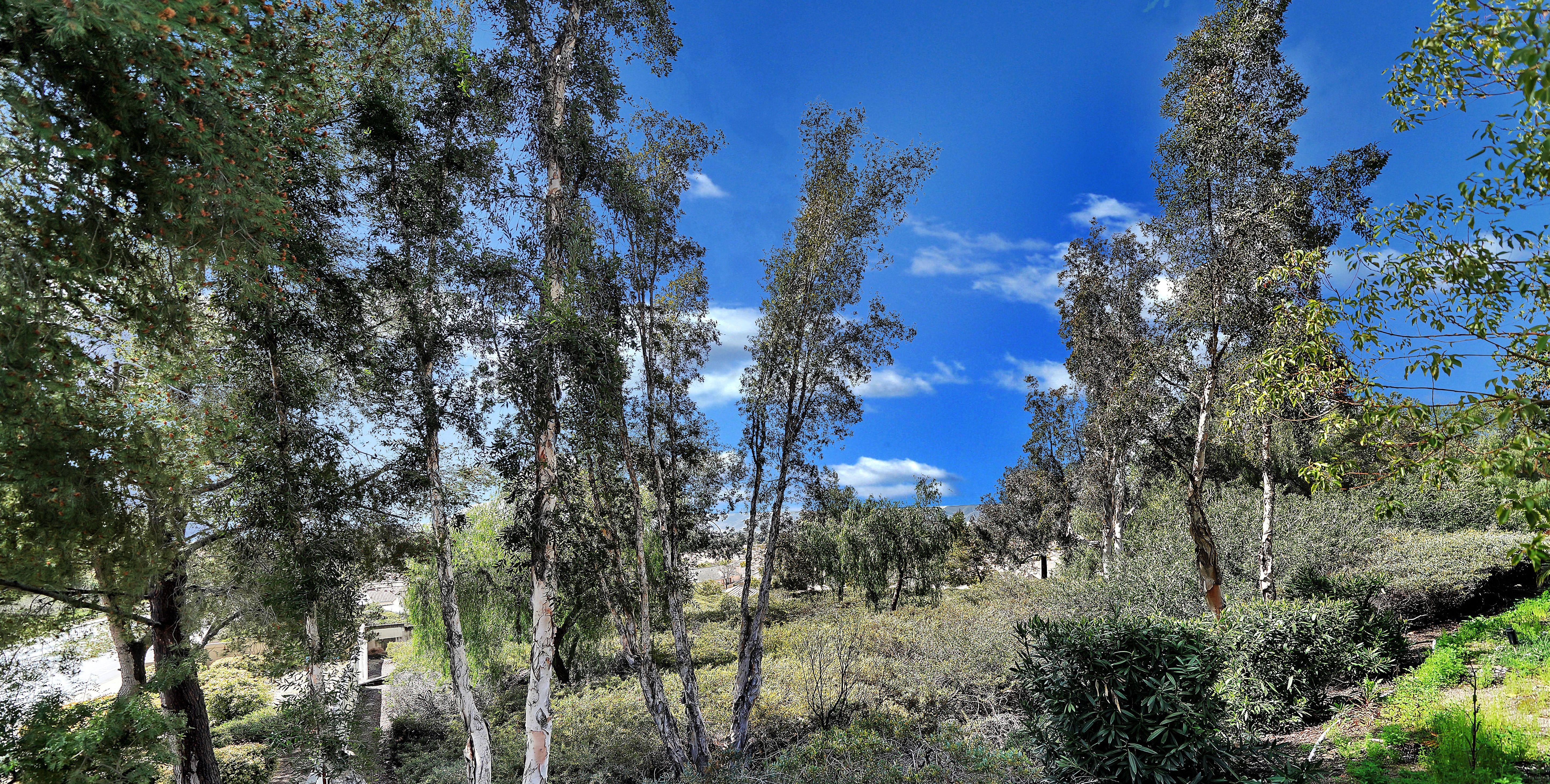 24195 Morning Dove Lane