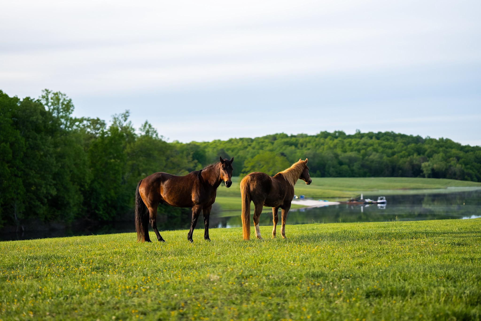 510 Mount Pleasant Farm Road, Scottsville, VA