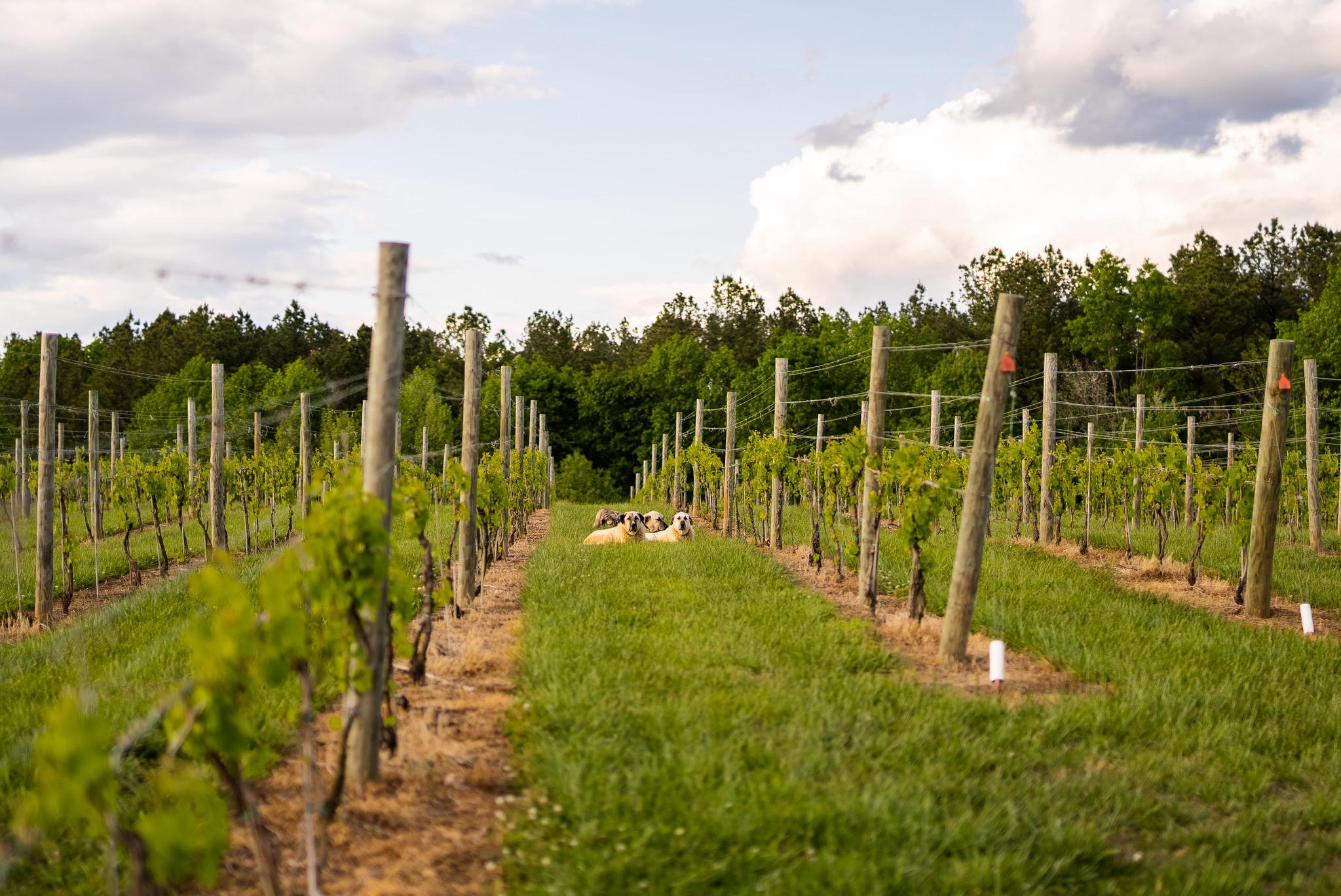 6887 Blenheim Road, Scottsville, VA